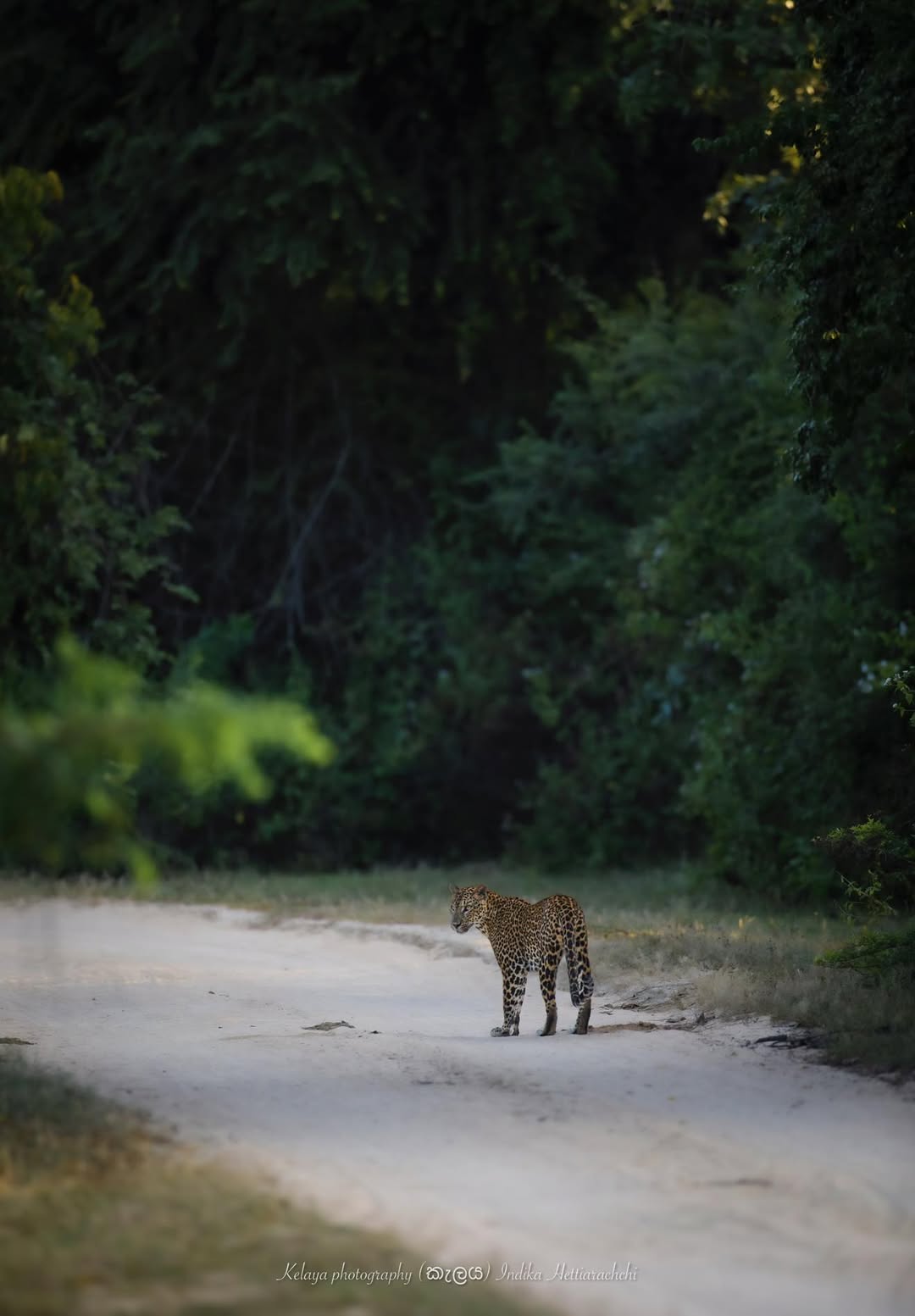 Leopard small in the frame, Kumana