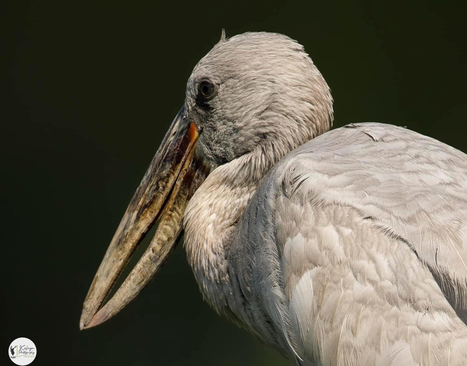 Asian openbill - Kumana National Park