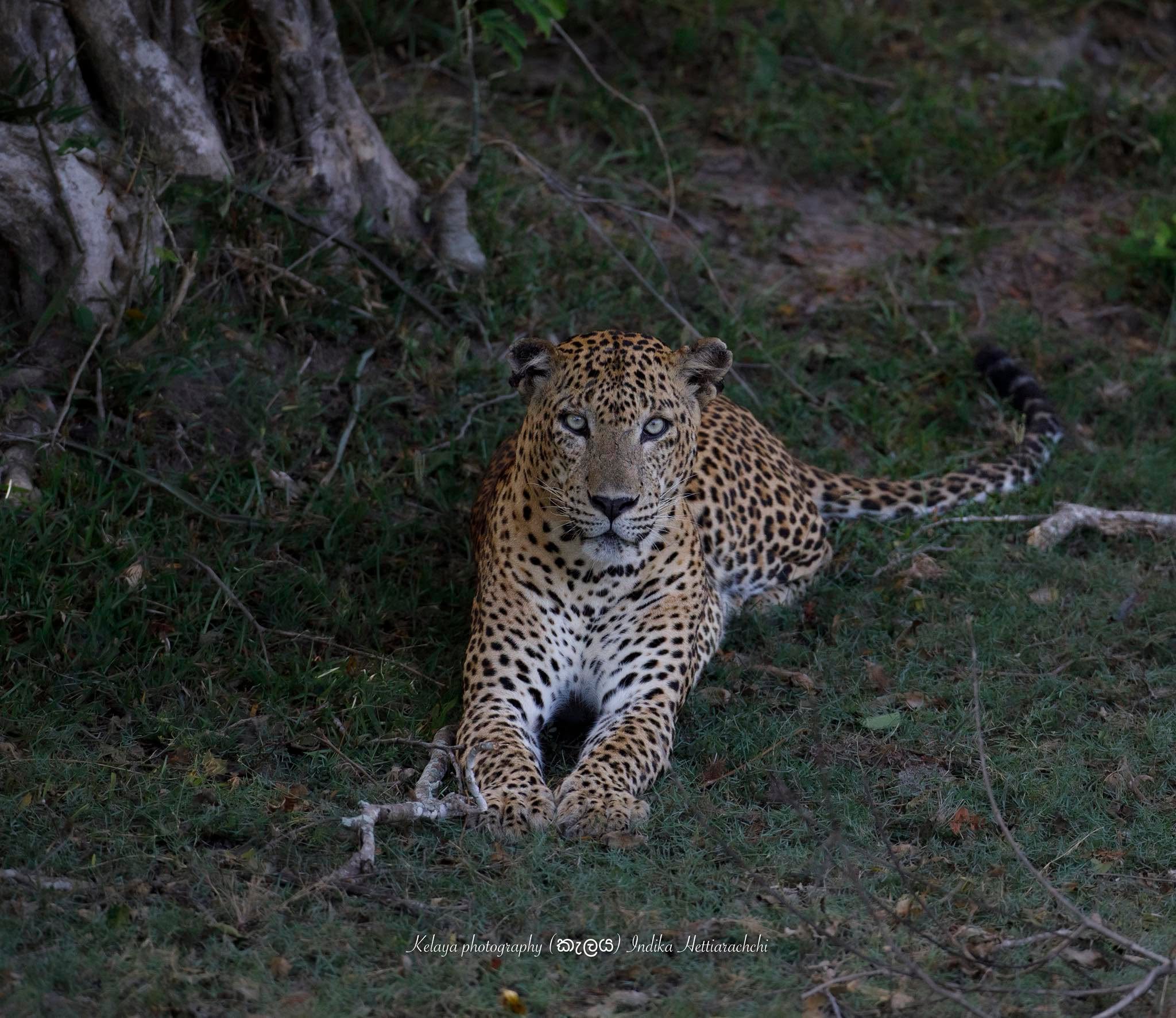 Bathiya (KM 12), Kumana - Kumana National Park