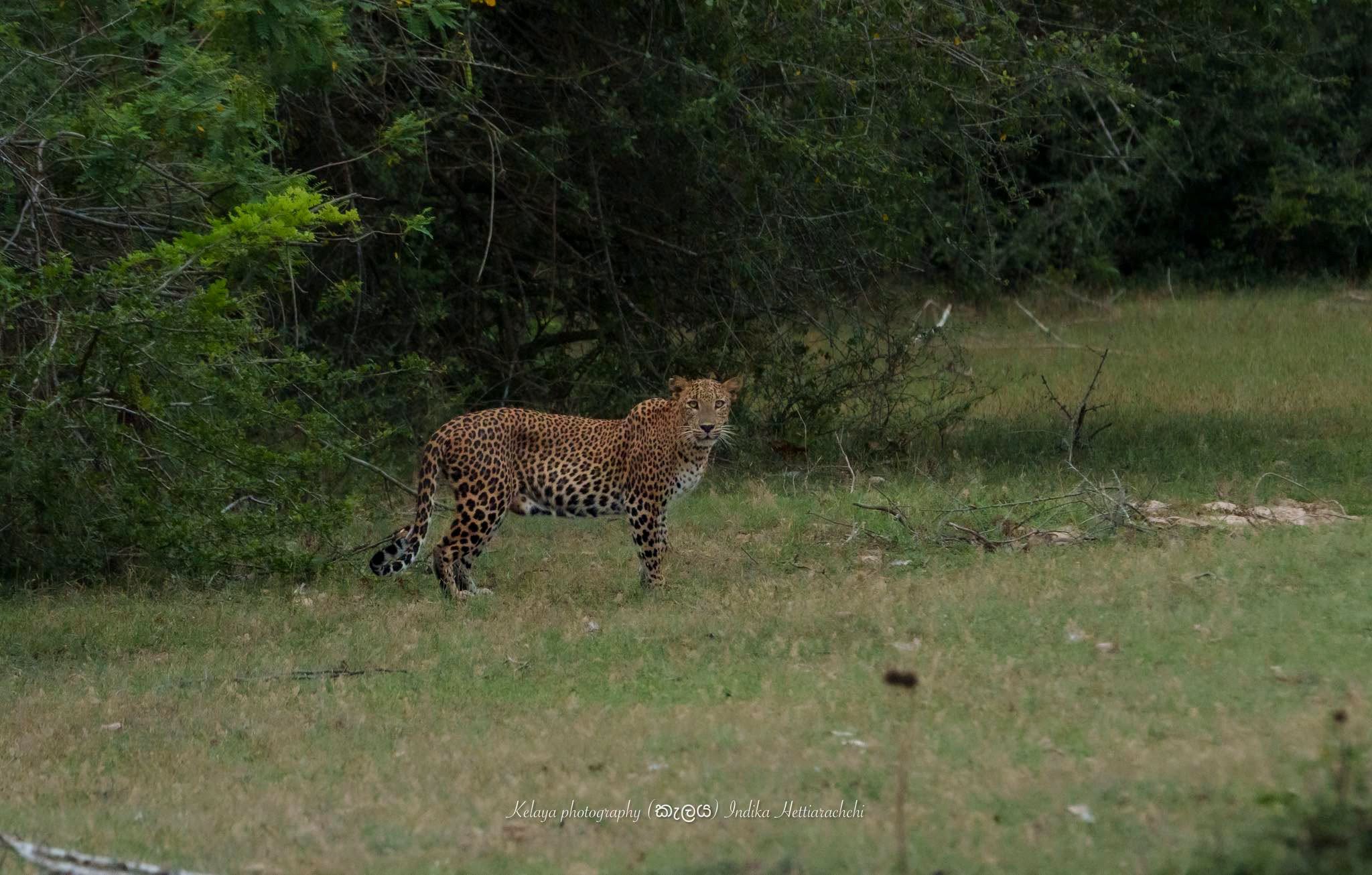 Bhaagi (KF 43), Bagura - Bagura, Kumana National Park