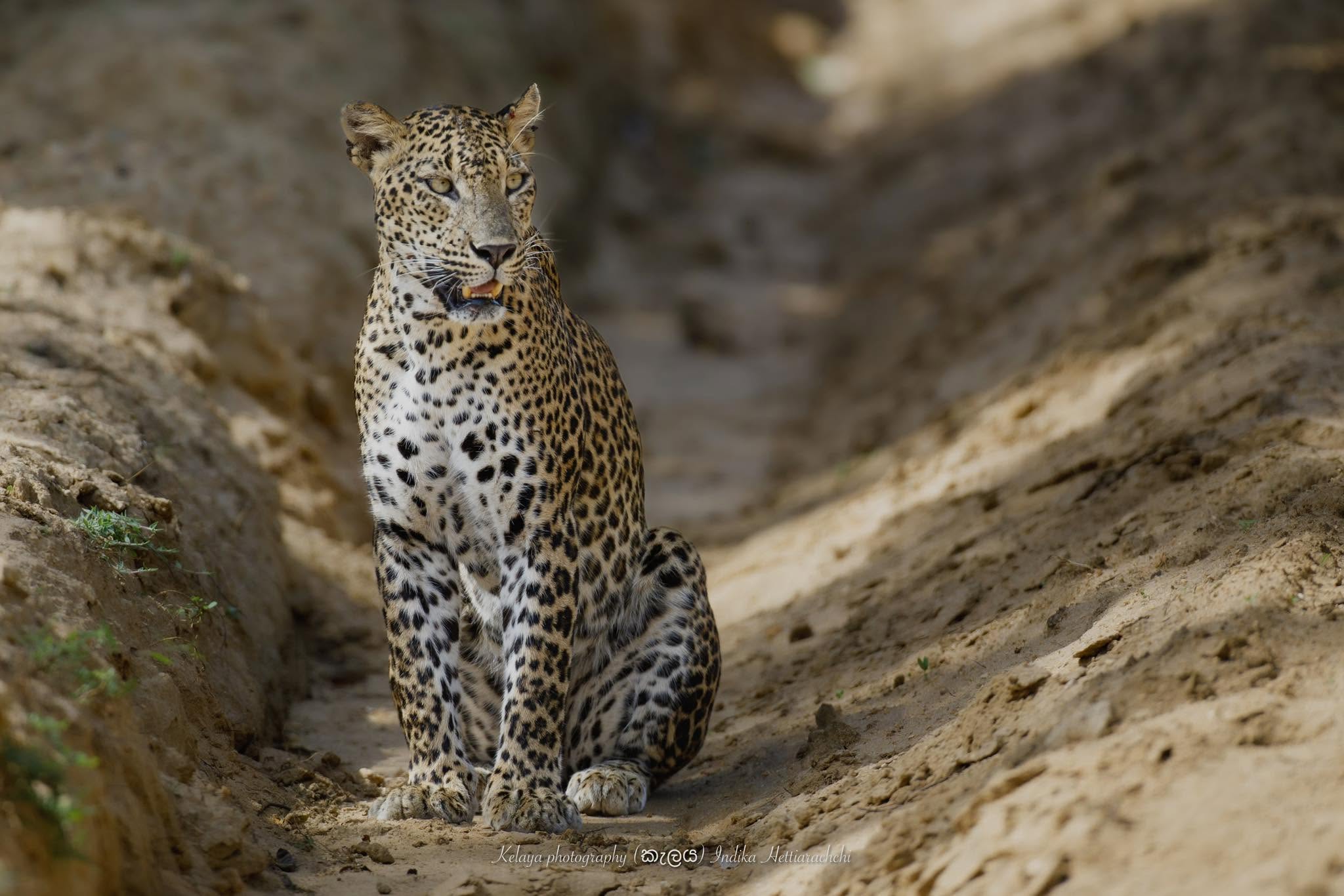 Bimba, Kumana - Kumana National Park