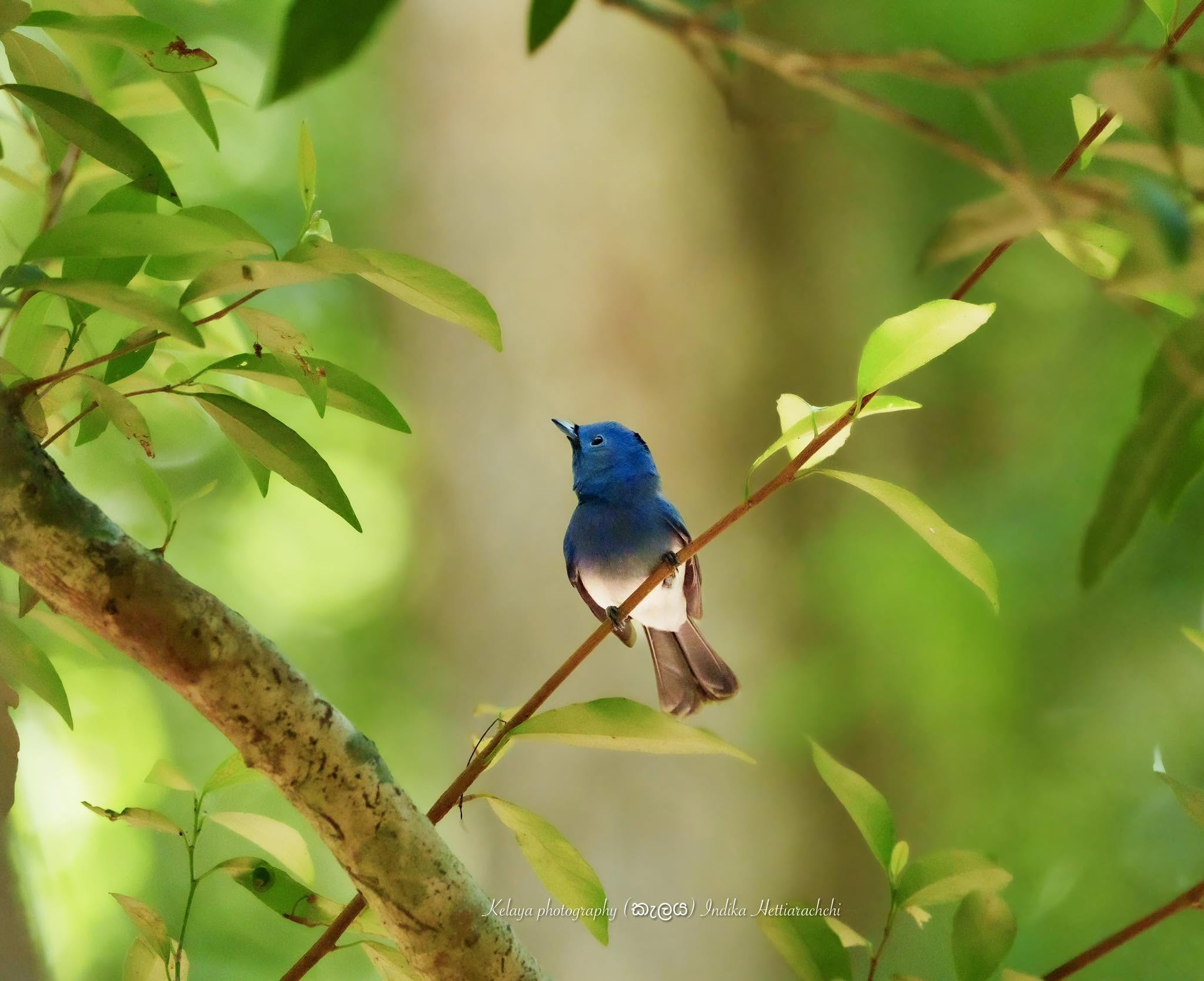 Black-naped monarch - Kumana National Park
