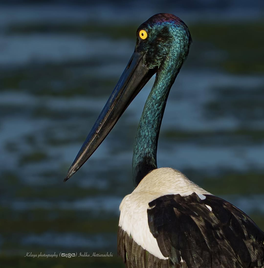 Black-necked stork female, Kumana - Kumana National Park