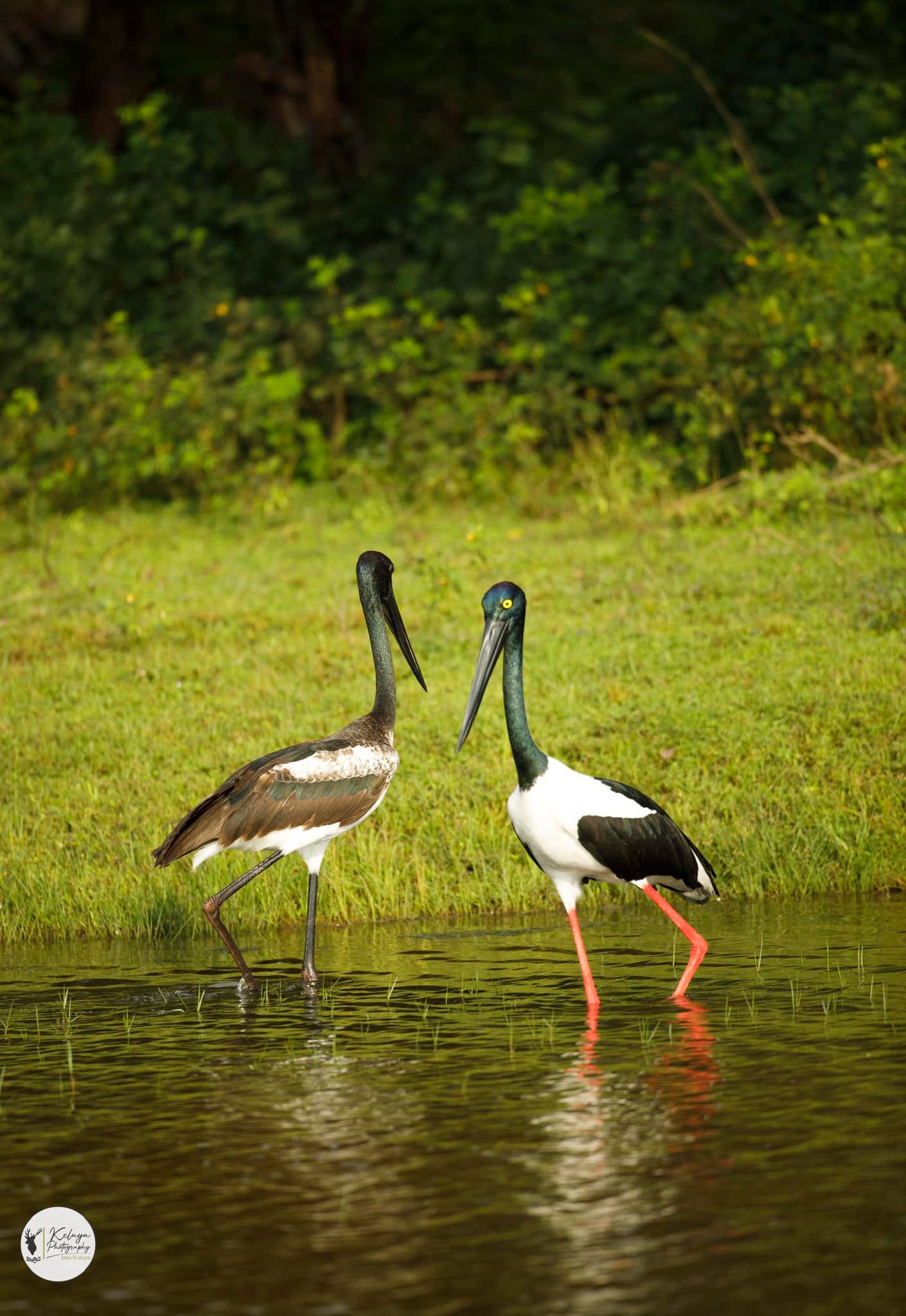Black-necked stork pair - Kumana National Park