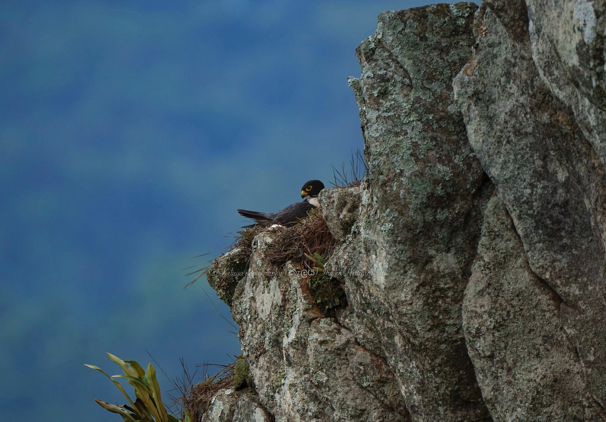 Black Shaheen nesting, Hunnas Falls - Hunnas Falls
