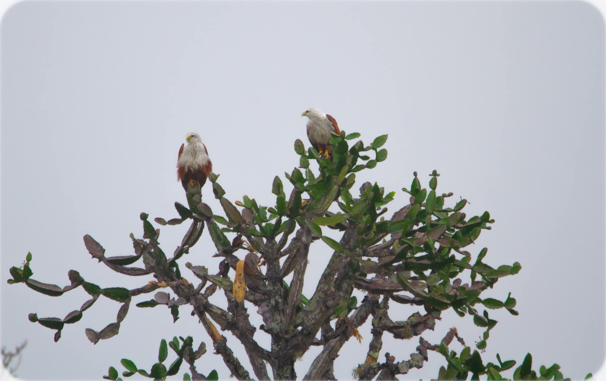 Brahminy kite, Kumana - Kumana National Park