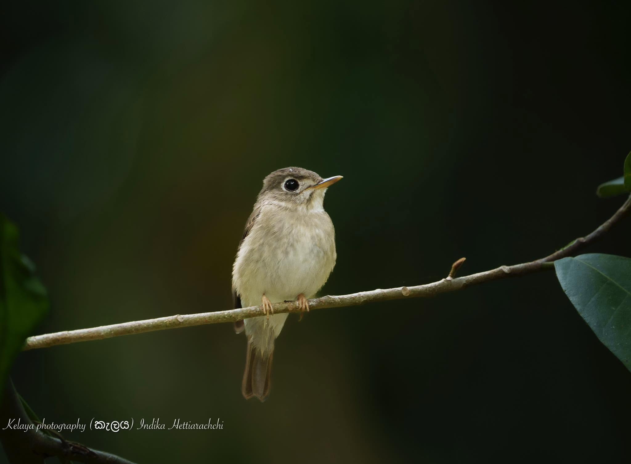 Brown-breasted flycatcher, Sinharaja - Kudawa, Sinharaja