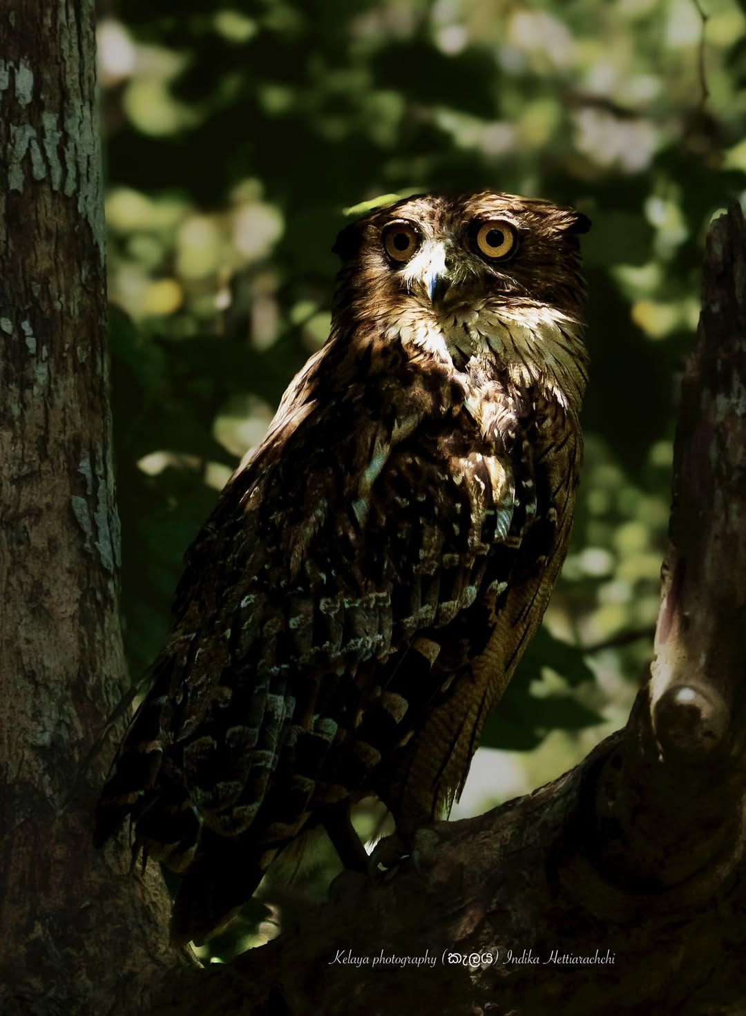 Brown fish owl, Kumana - Kumana National Park