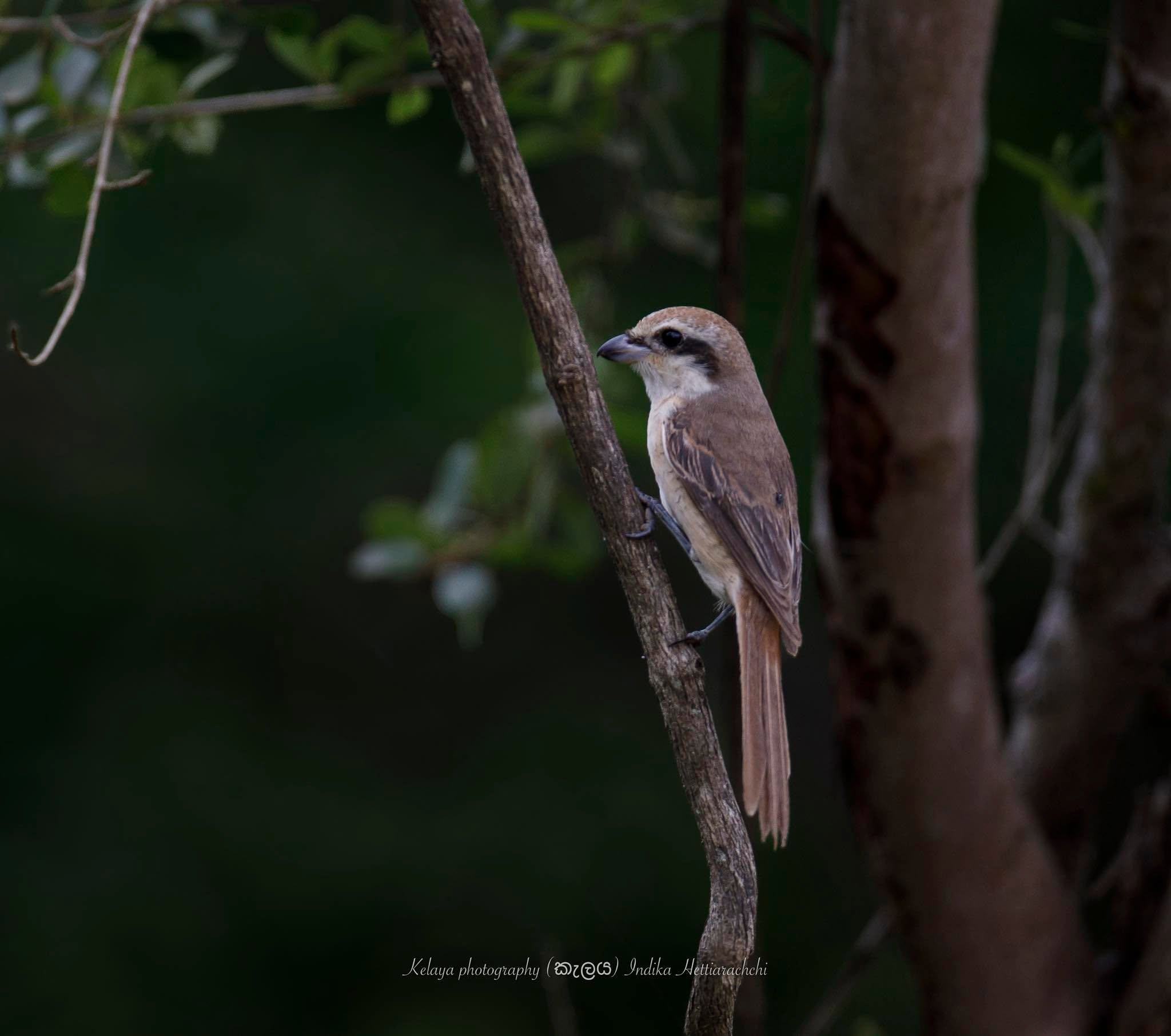 Brown shrike, Yala - Yala National Park