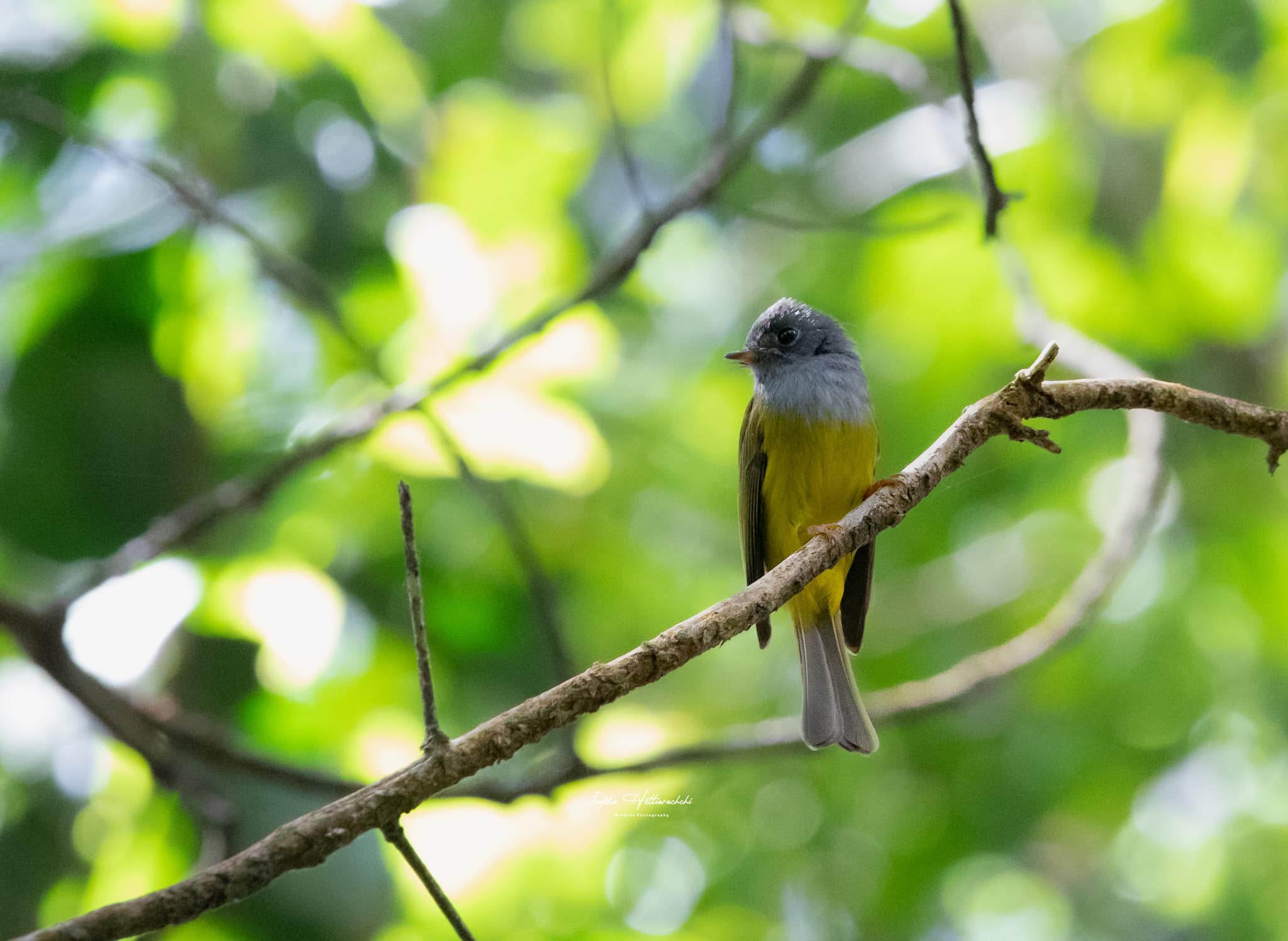 Canary-flycatcher, Galway's Land - Galway's Land National Park, Nuwara Eliya