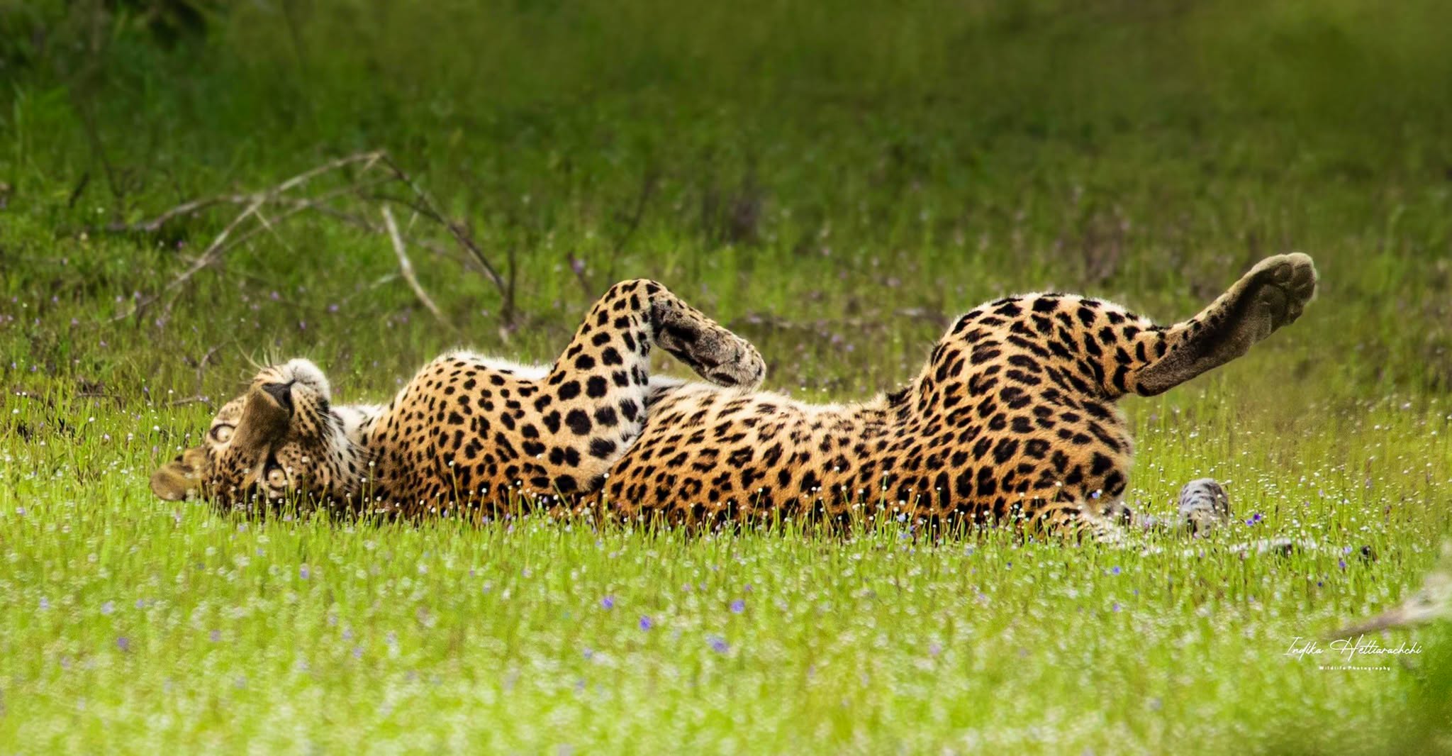 Cleo at ease, Wilpattu - Wilpattu National Park