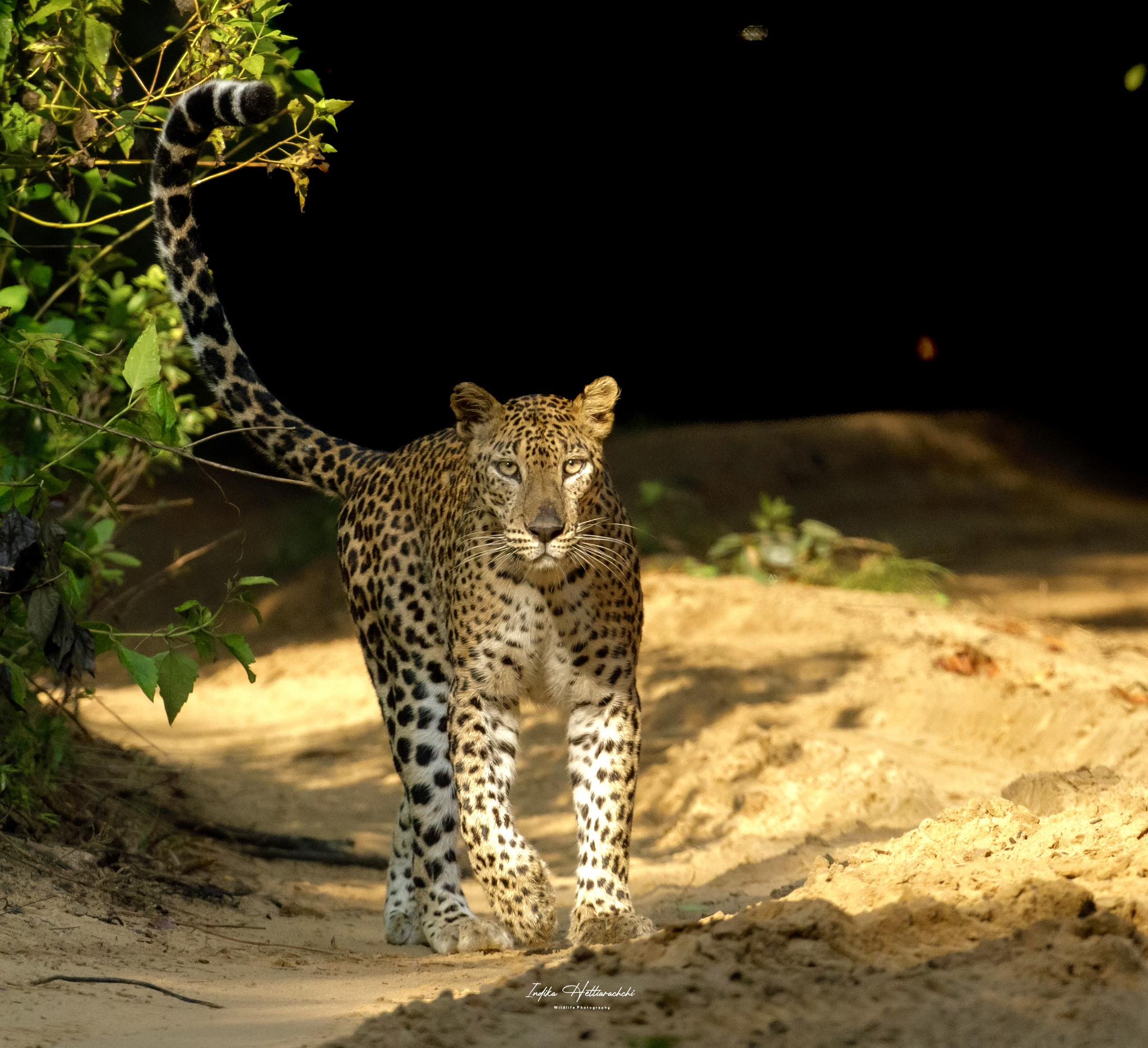 Clio, Wilpattu - Wilpattu National Park