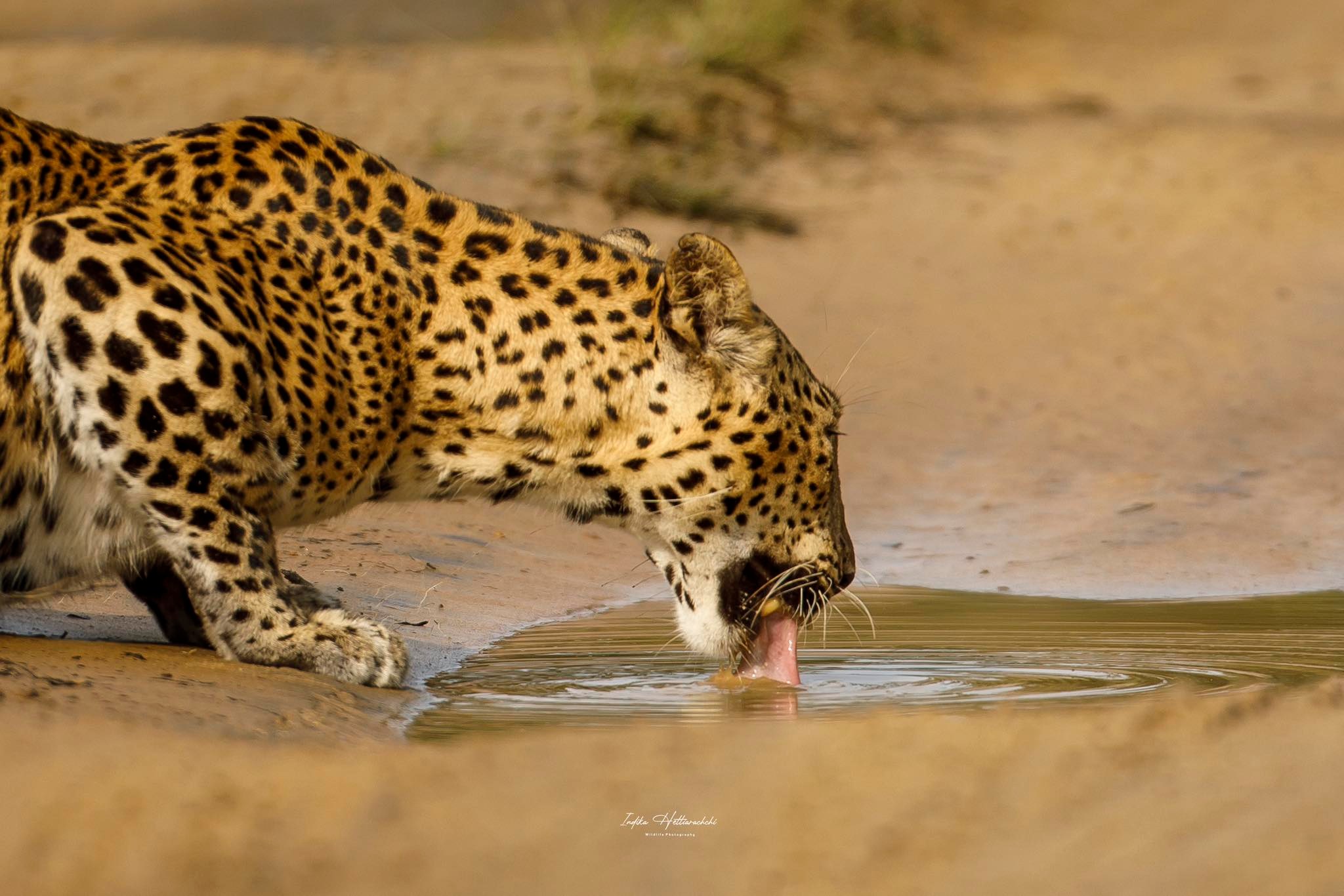 Clio at the waterhole - Demata Vila road, Wilpattu National Park