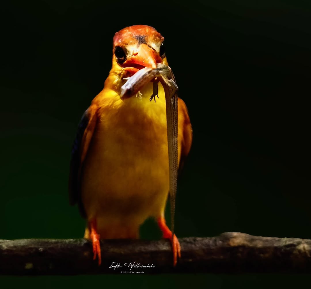 Oriental dwarf kingfisher, dark frame