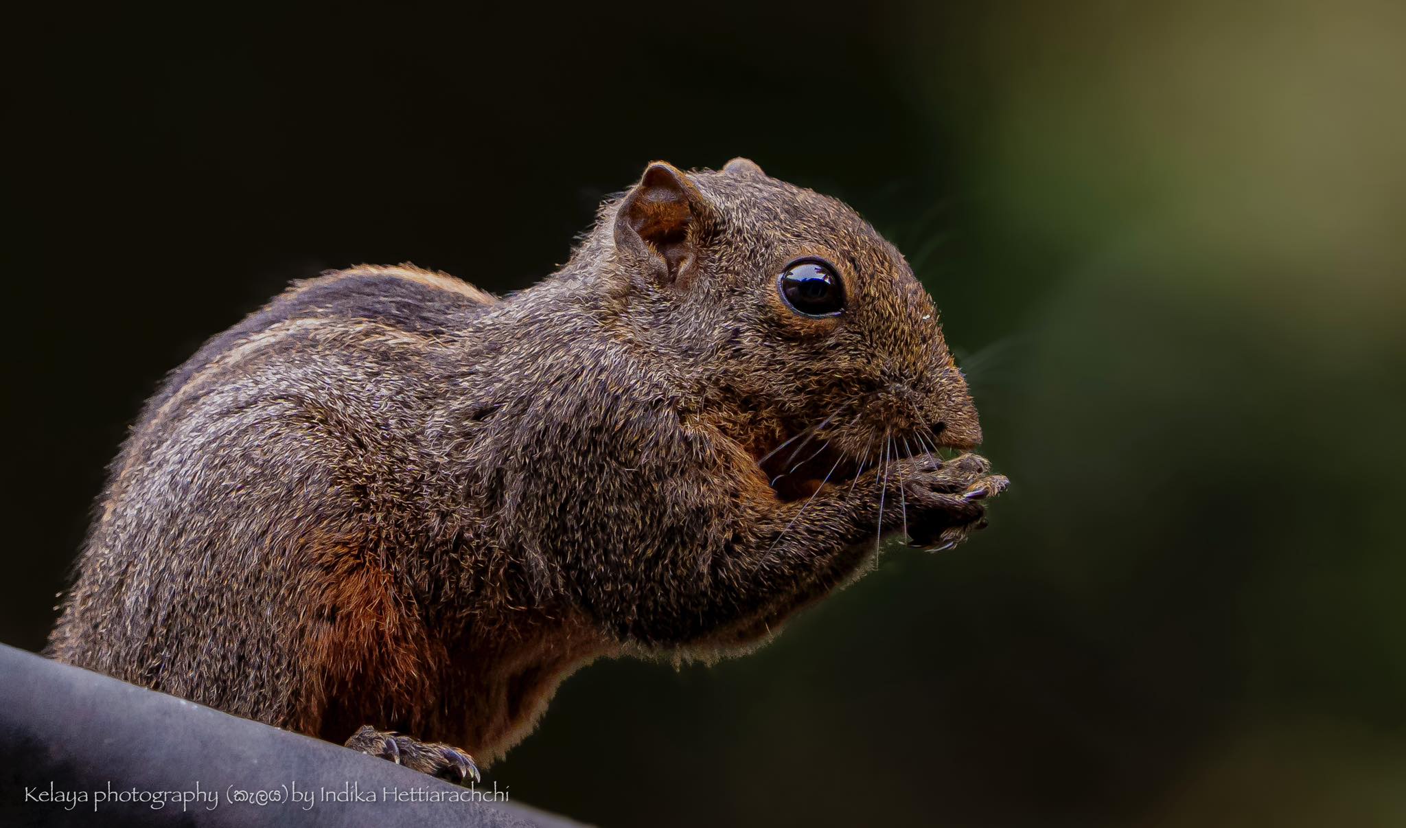 Dusky striped squirrel - Sinharaja rainforest