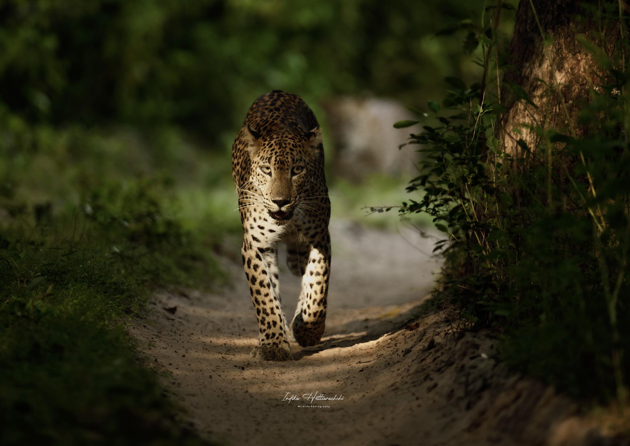 Two cubs in the light, Wilpattu - Wilpattu National Park
