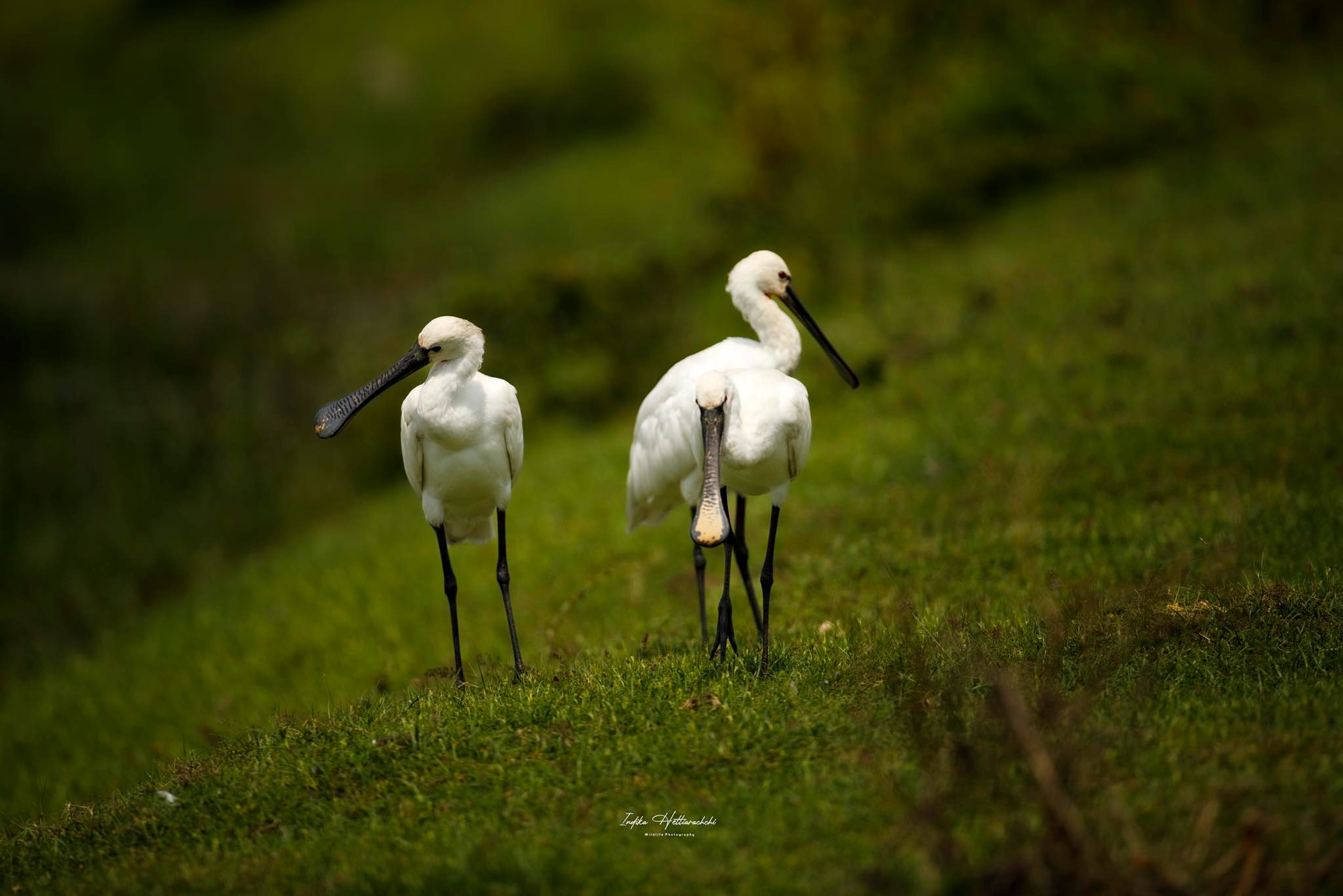 Eurasian spoonbill