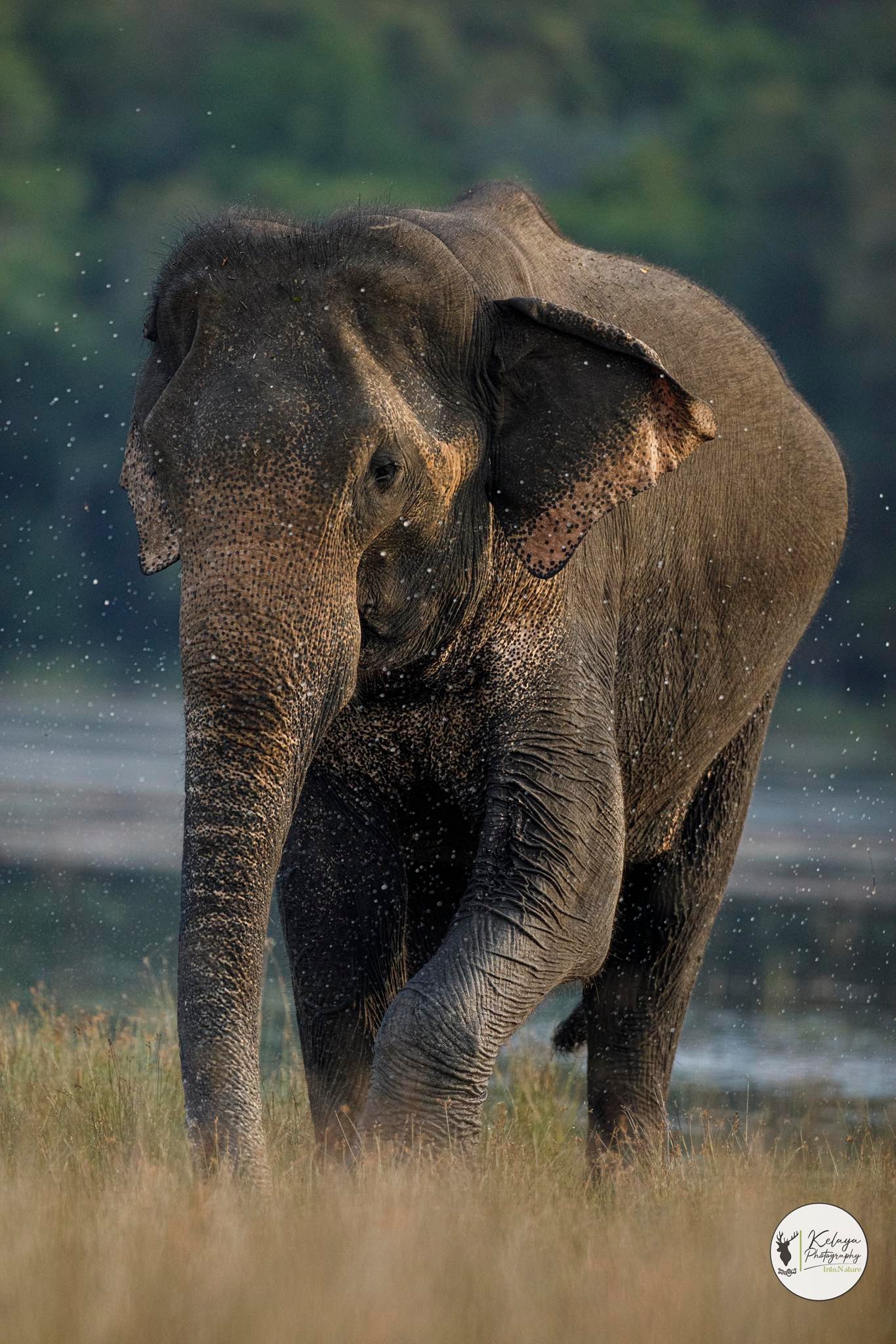 Asian elephant at a waterhole in Sri Lanka