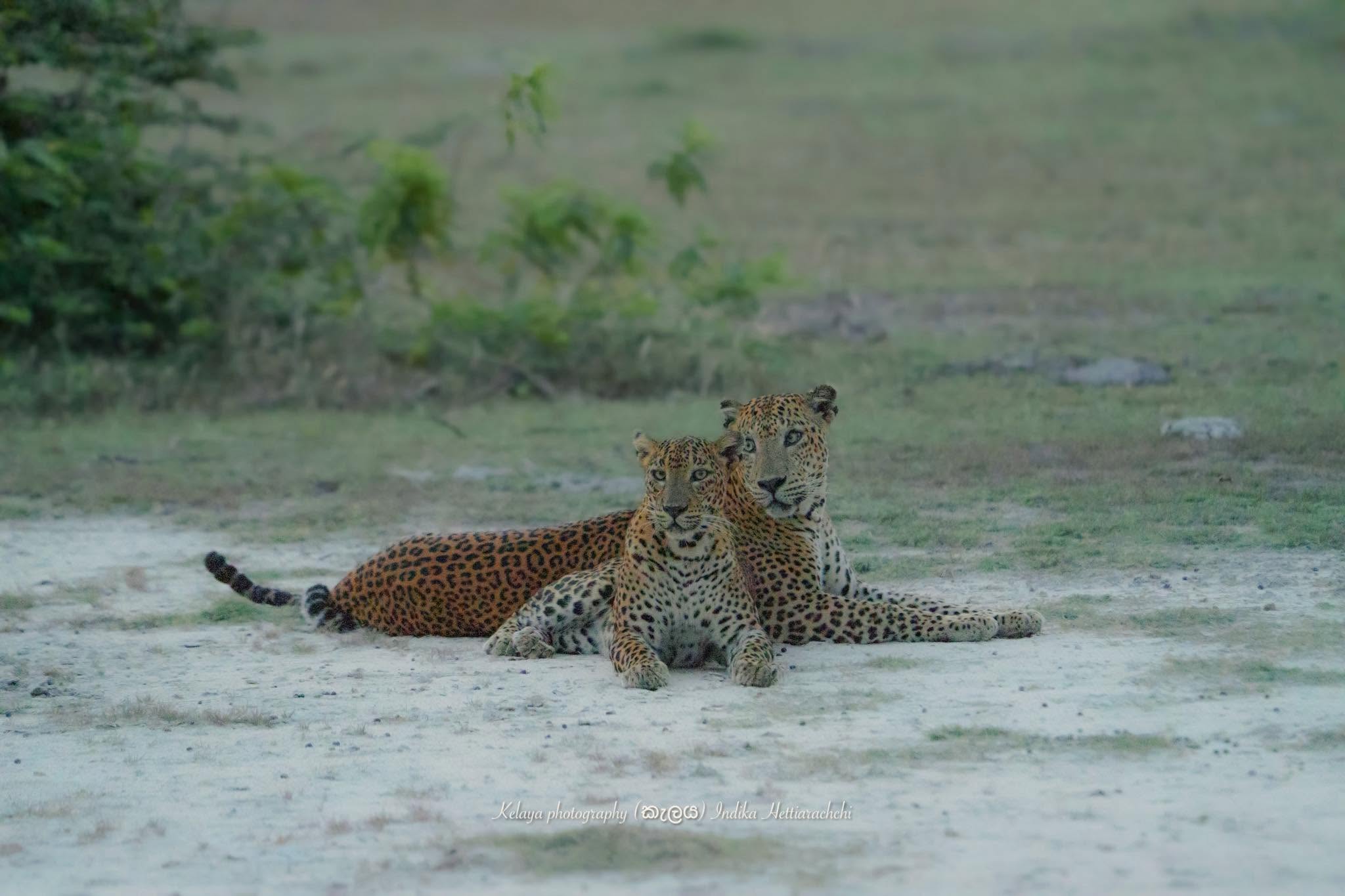 Girikula pair, Kumana - Girikula, Kumana National Park