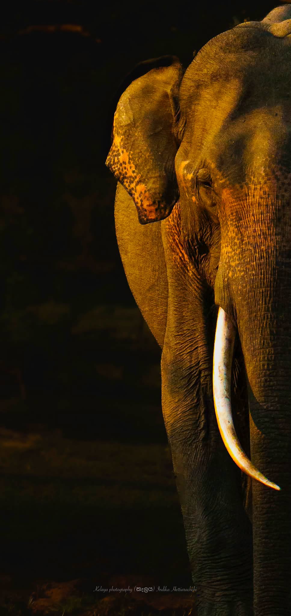 Kalinga, the golden giant - Kumana National Park