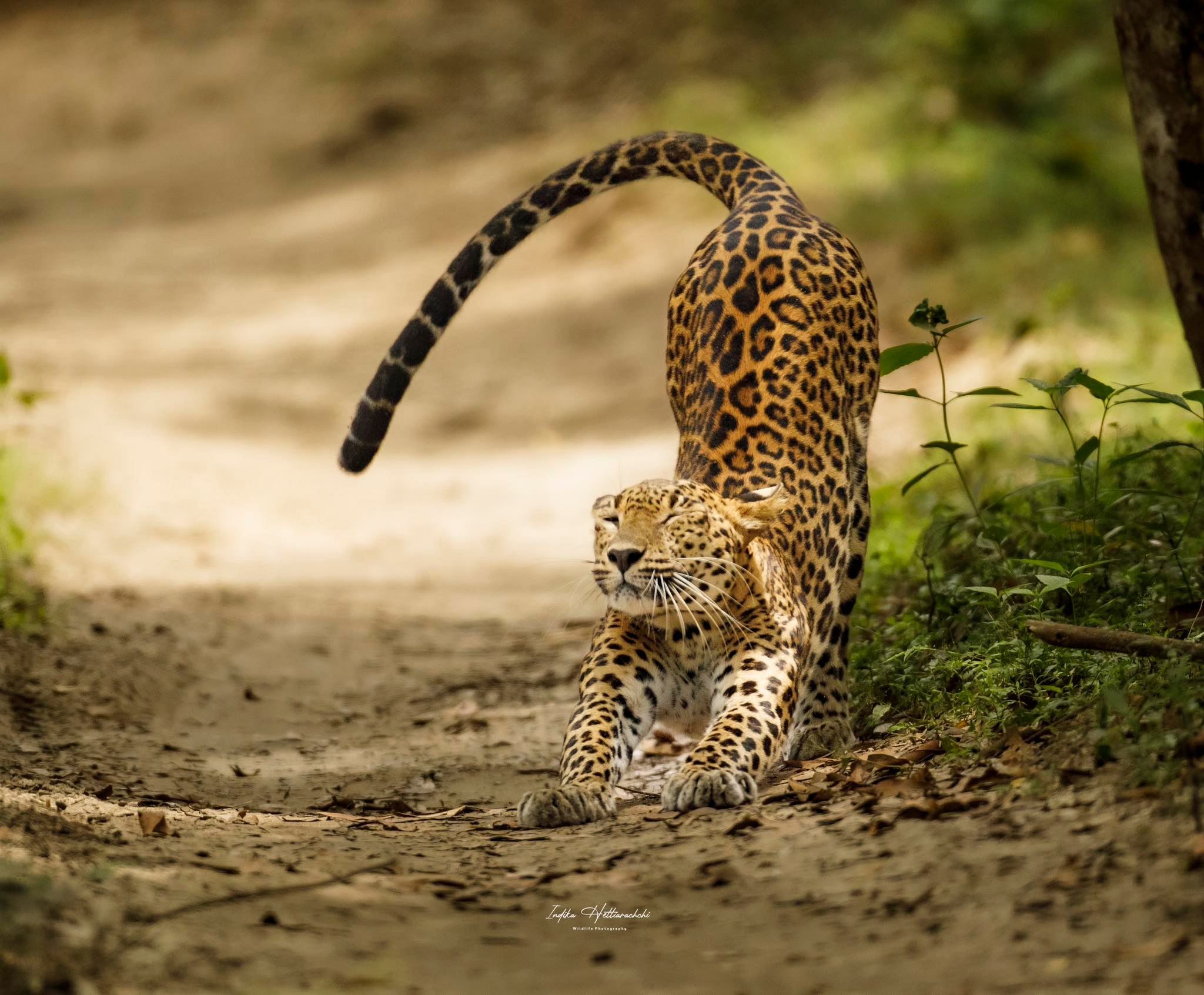 Kuruttupandi mother stretching - Wilpattu National Park