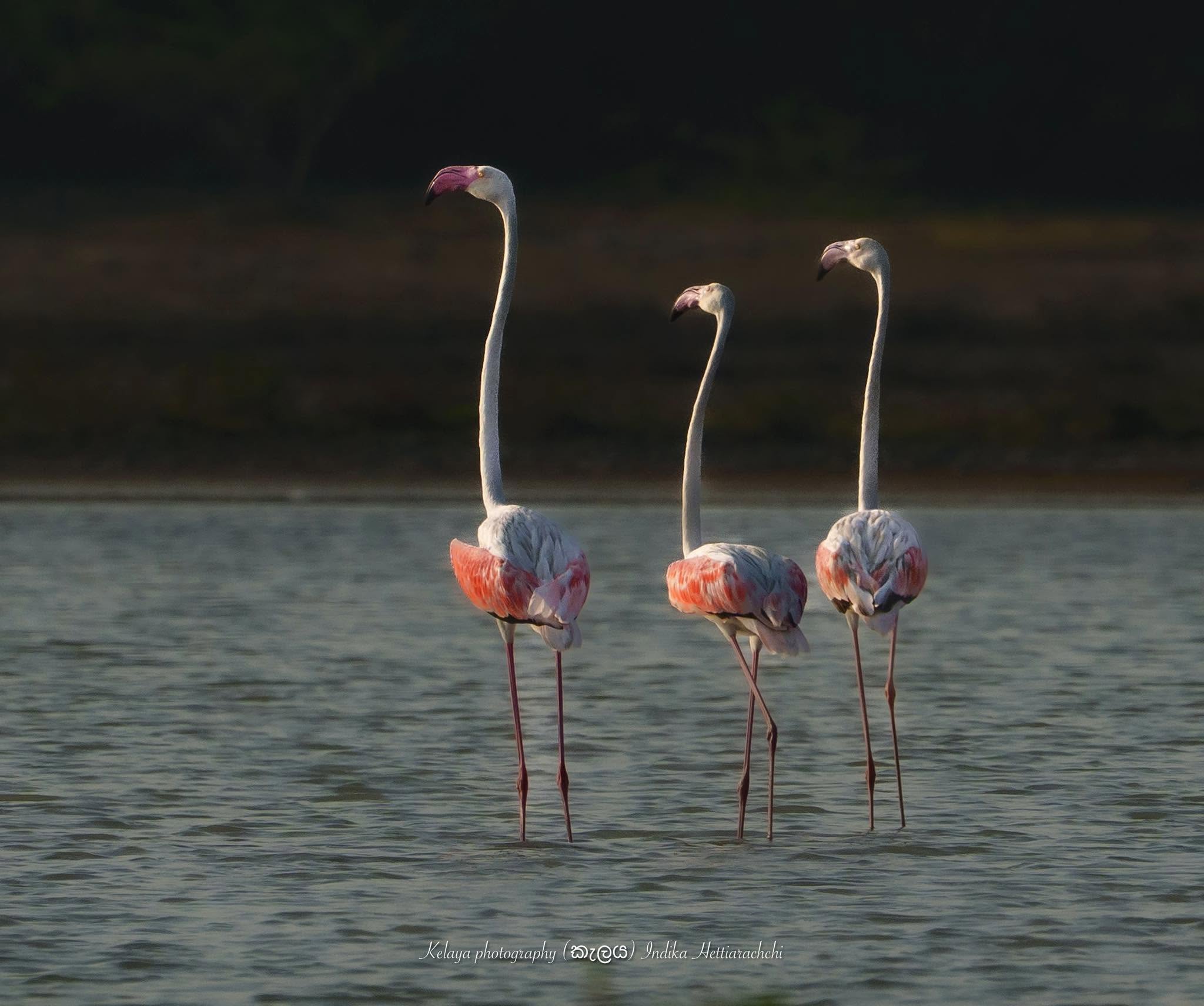 Greater flamingo, Mannar - Vankalai Sanctuary, Mannar