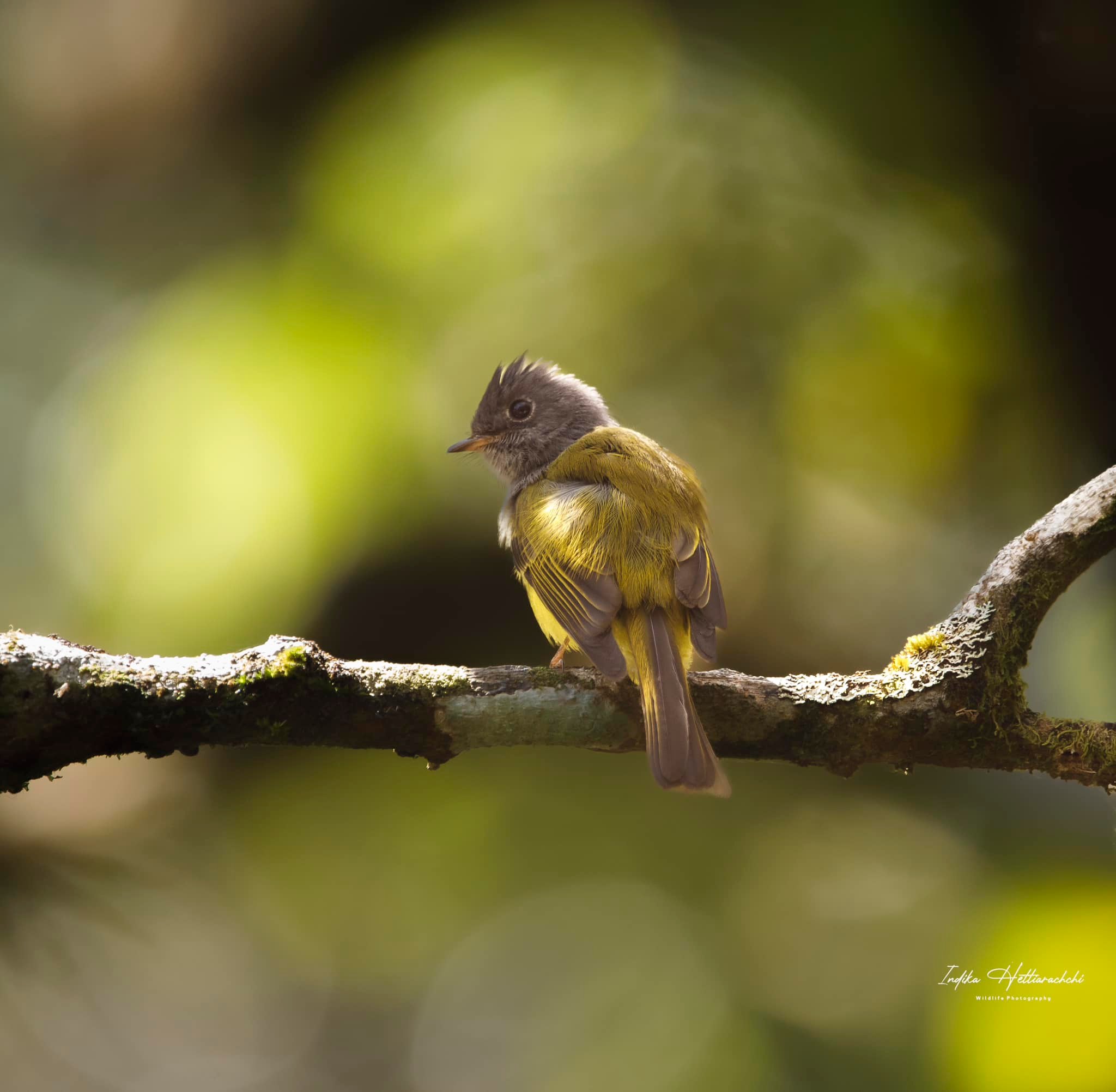 Grey-headed canary-flycatcher - Gagulathenna, Sri Padaya