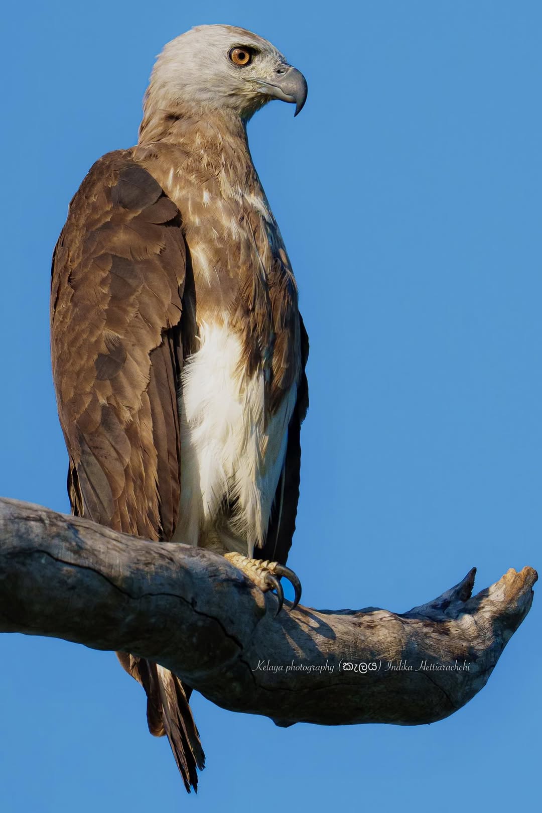 Grey-headed fish eagle