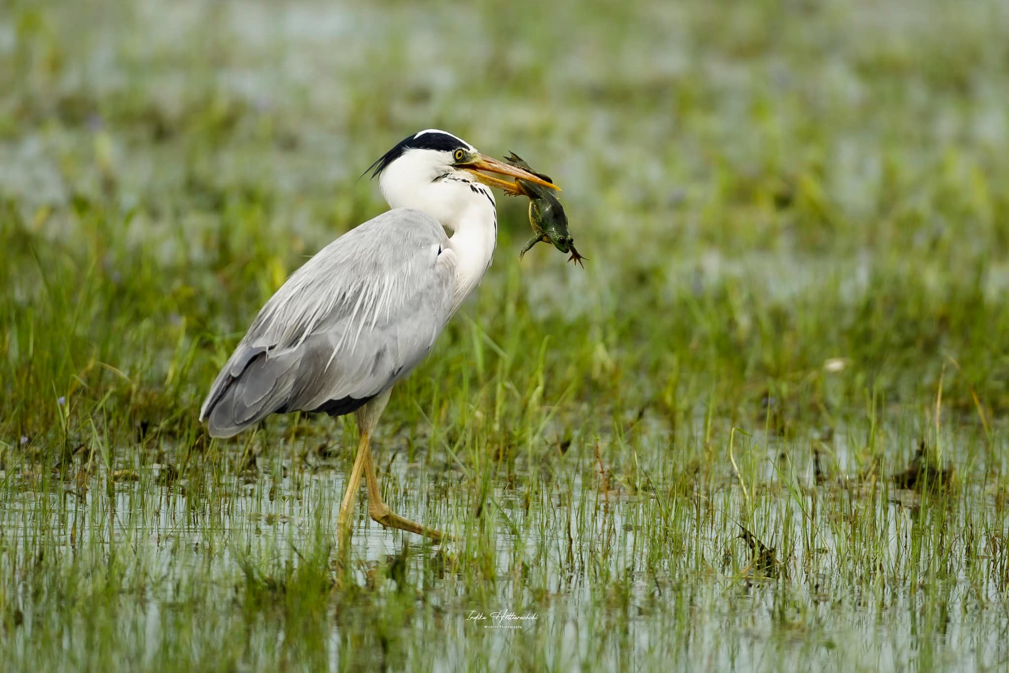 Grey heron taking a frog