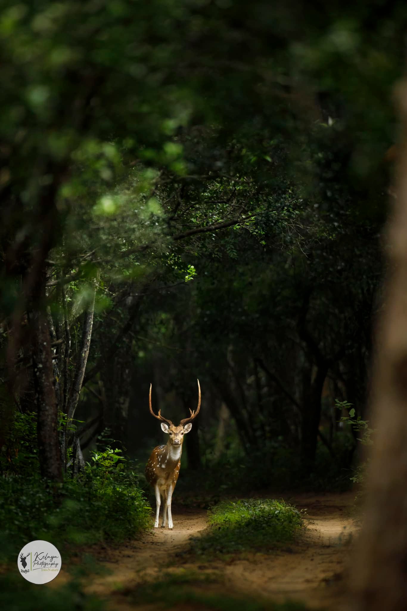 Spotted deer stag, Wilpattu - Wilpattu National Park