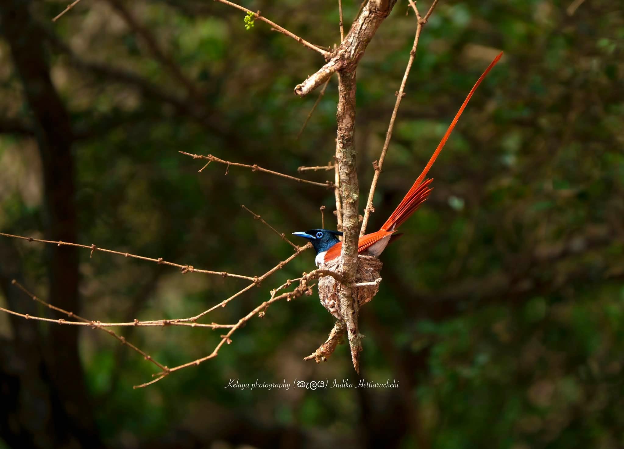 Nest relief - Indian paradise flycatcher - Yala National Park