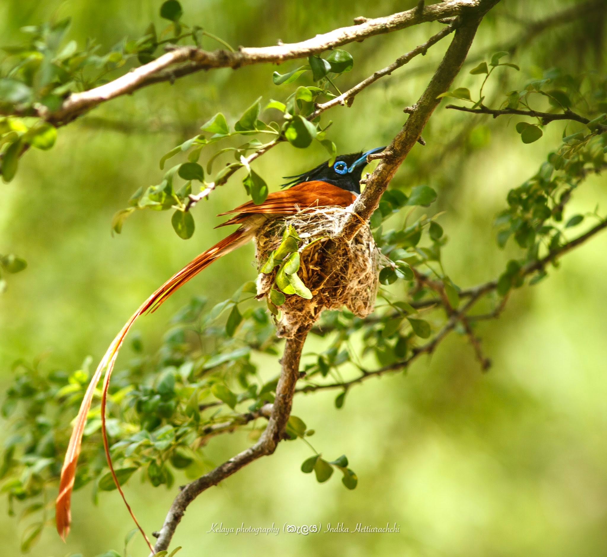 Paradise flycatcher nest, Kataragama 2022 - Kataragama