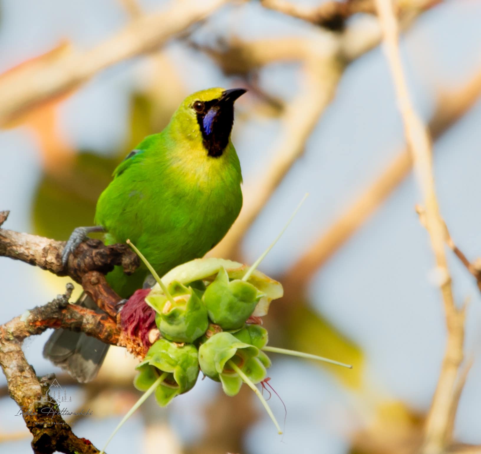 Jerdon's leafbird, male