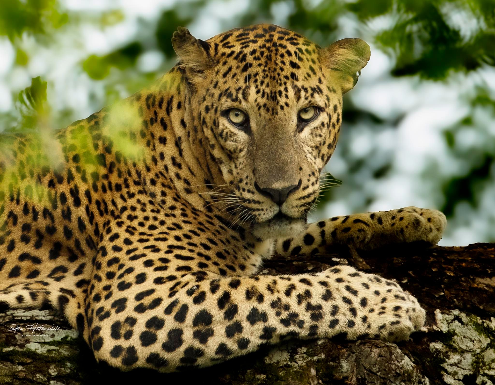 Jerry Boy, Yala - Yala National Park
