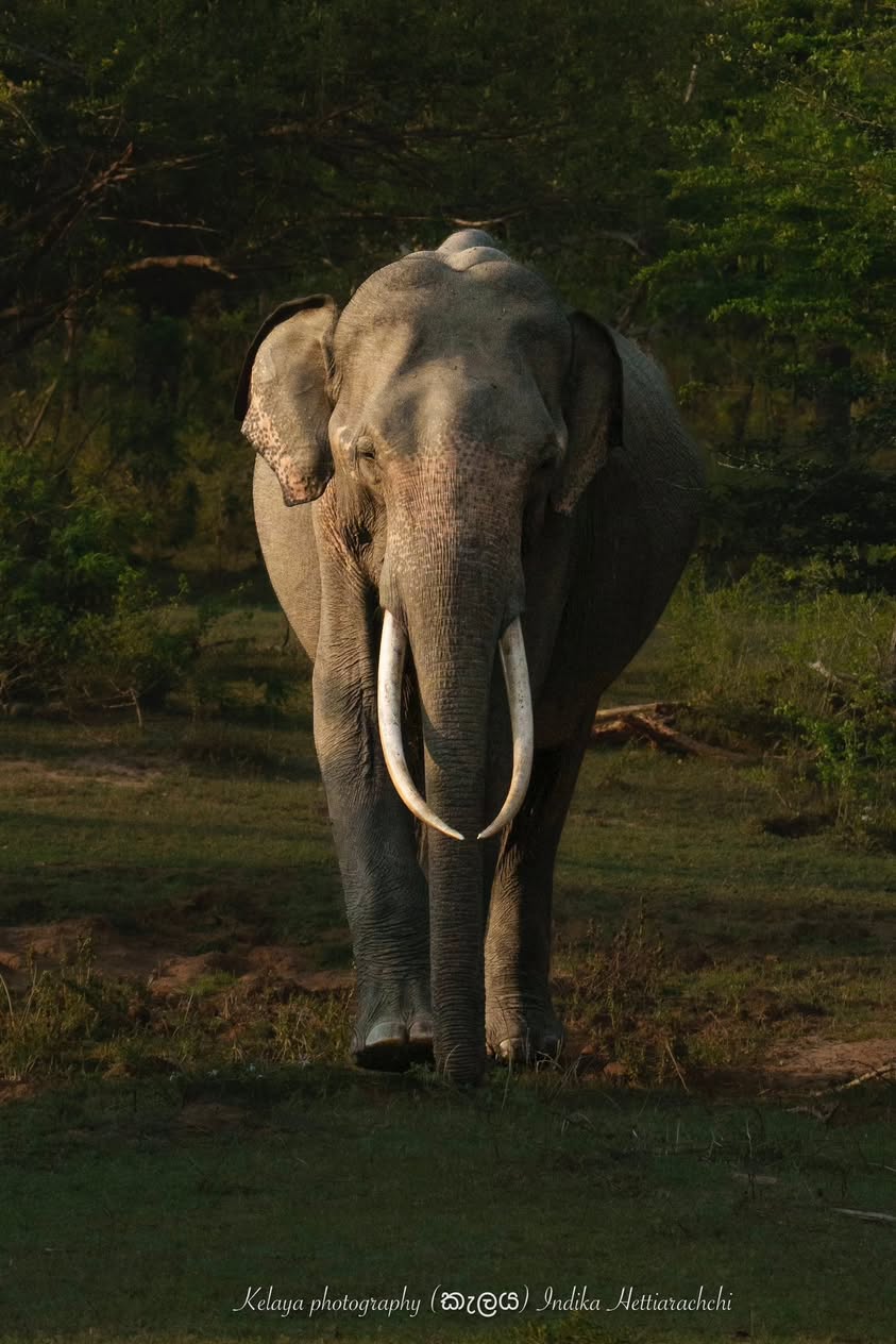 Kalinga and Magha, Kumana - Kumana National Park