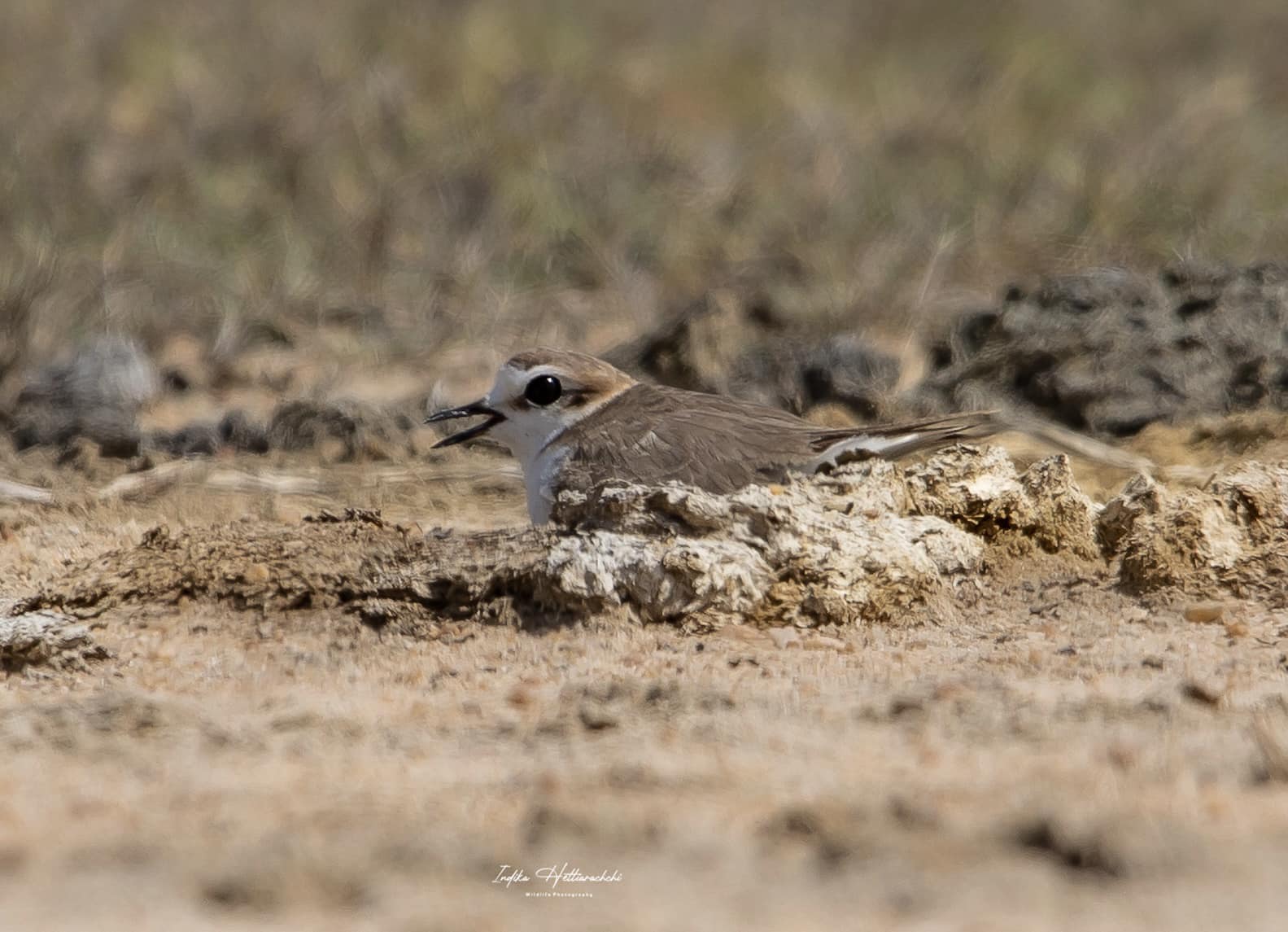 Kentish plover, Kumana - Kumana National Park