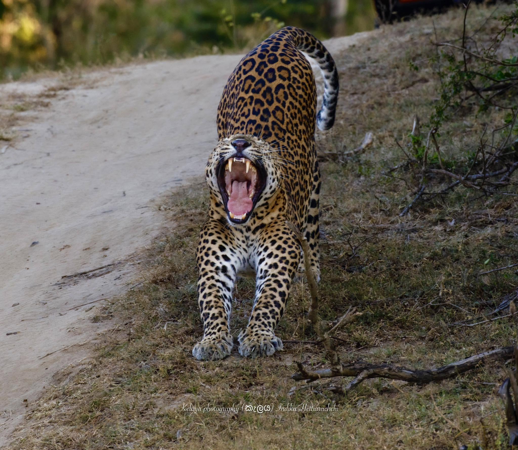Ritta (KM 31), Kumana - Kumana National Park