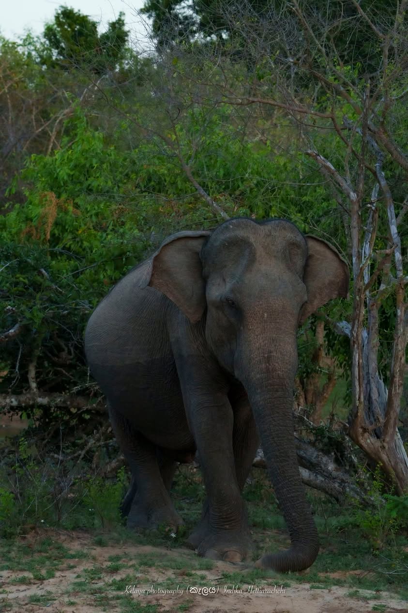 Kuru Aliya - dwarf elephant - Kumana National Park
