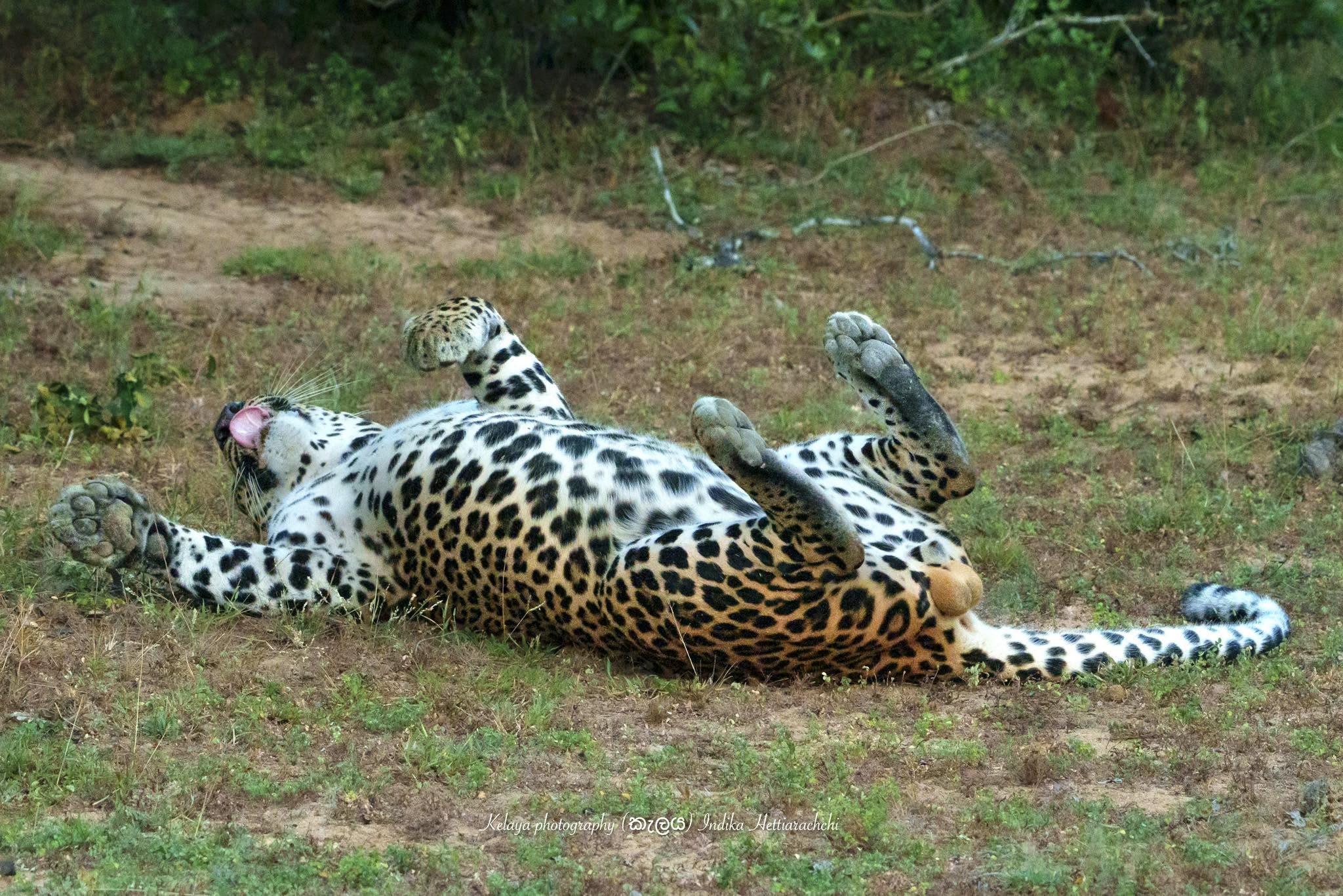 Leopard resting, Kumana morning - Kumana National Park