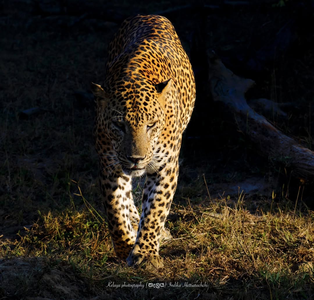 Leopard in cover, Kumana - Kumana National Park