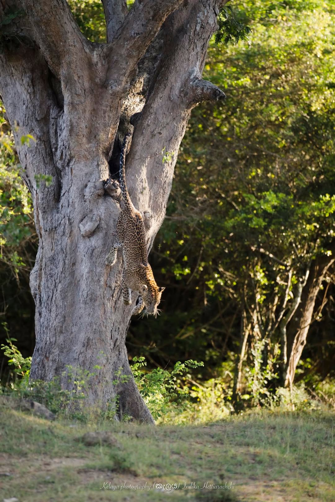 Leopard climbing down, Kumana