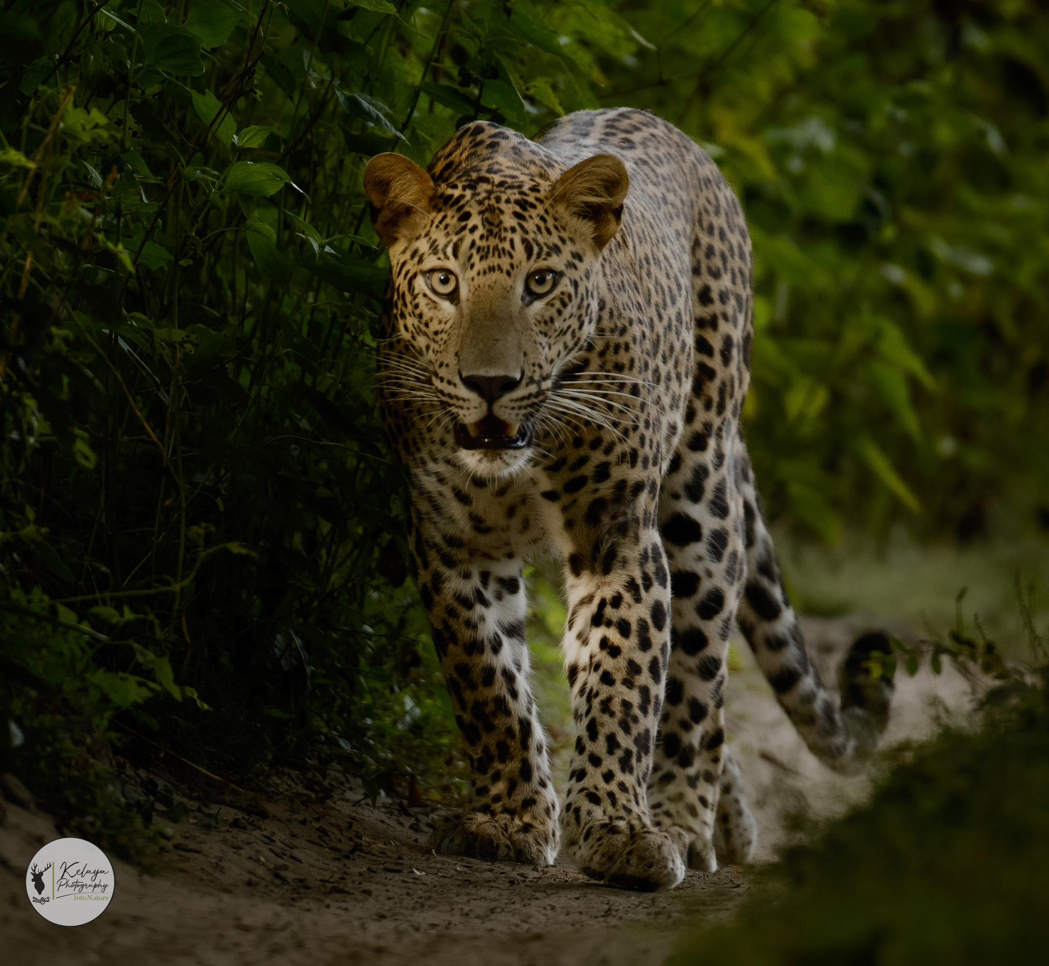 Light on his face, Mahapathassa - Mahapathassa, Wilpattu National Park