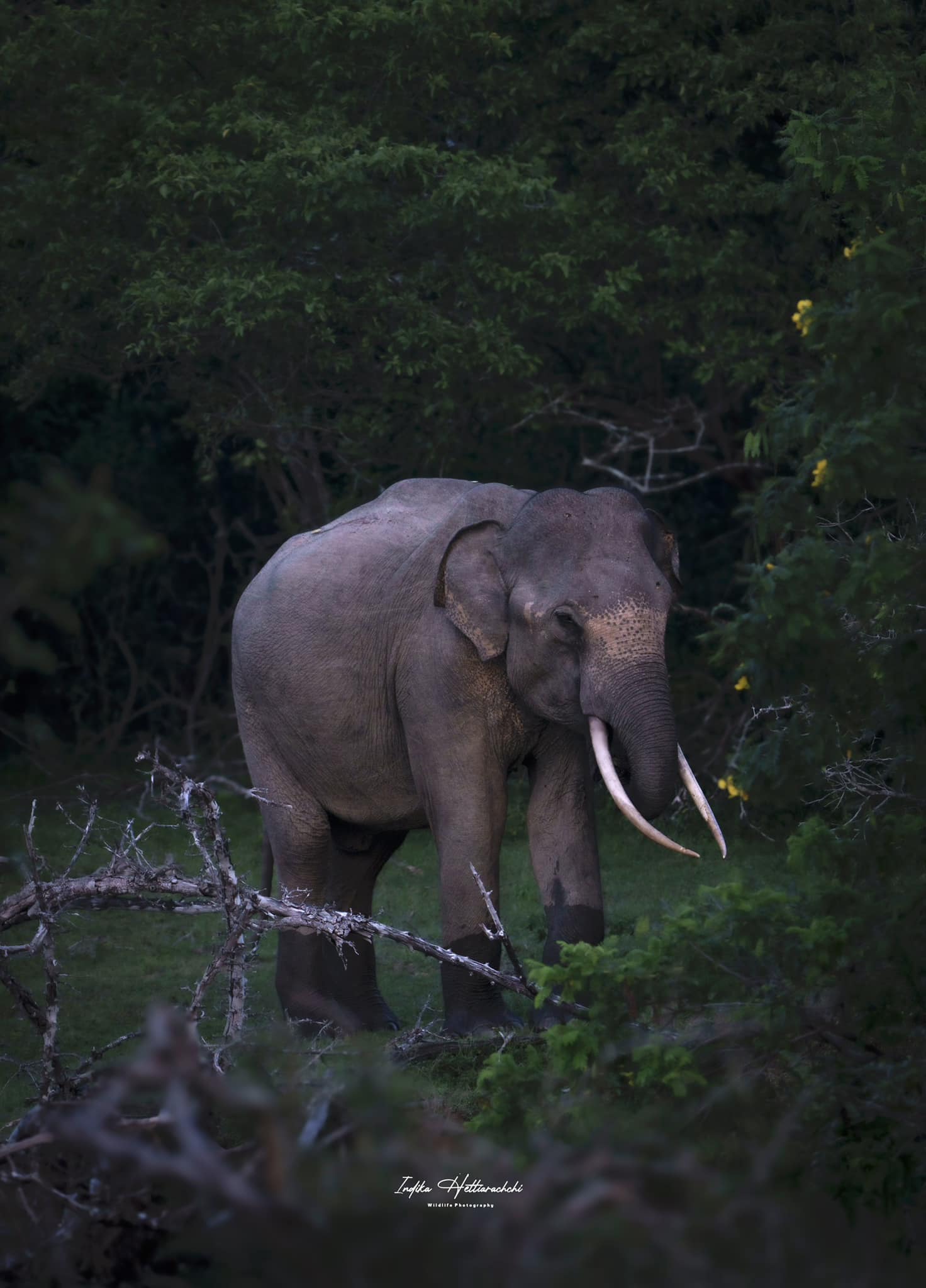 Magha, tusker of Kumana - Kumana National Park