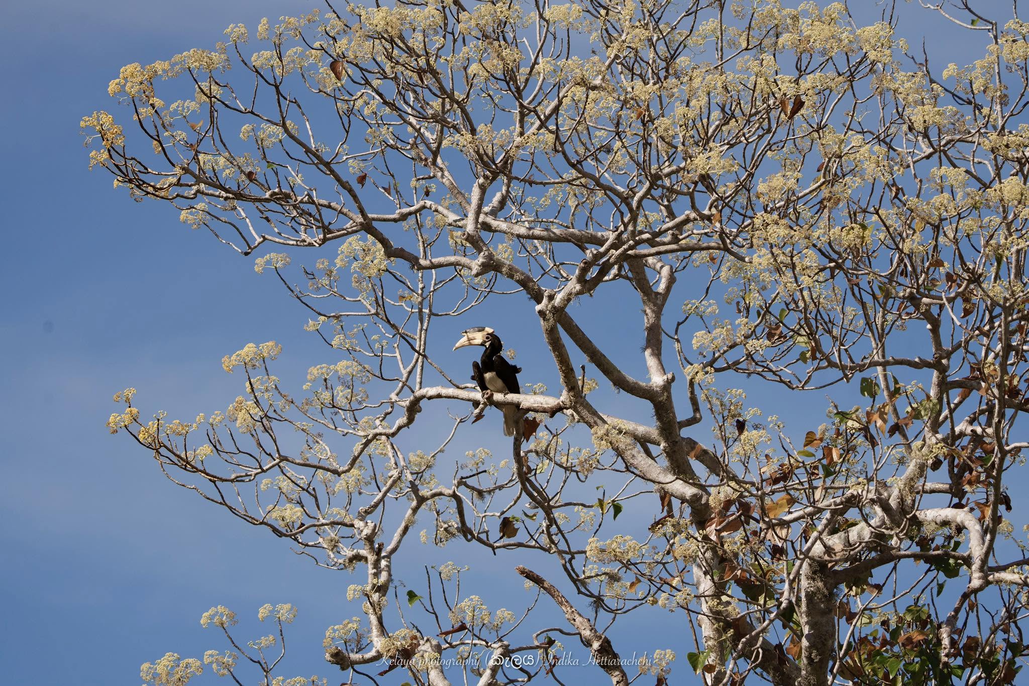Malabar pied hornbill in teak blossom - Kumana National Park