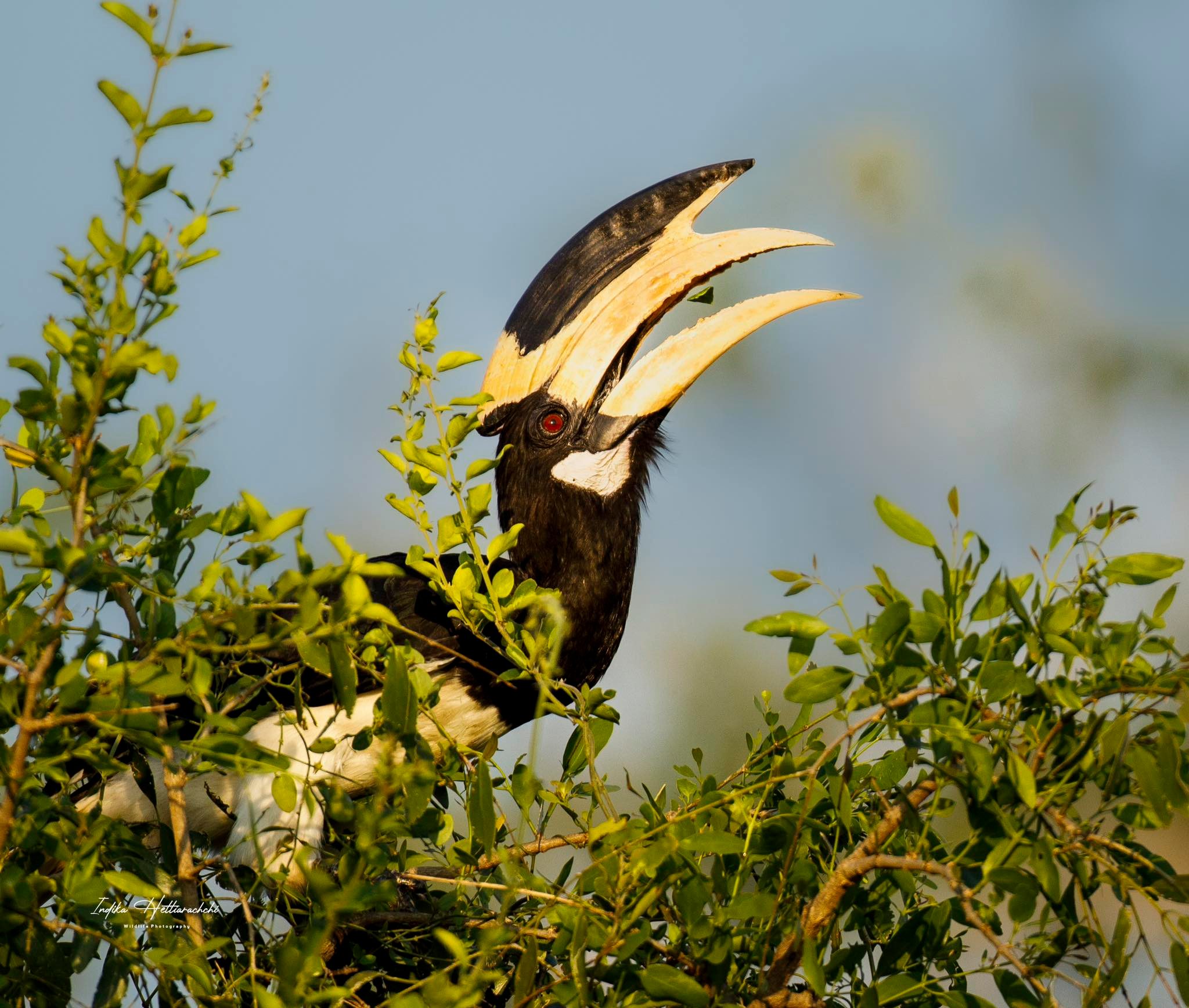 Malabar pied hornbill, Kumana - Kumana National Park
