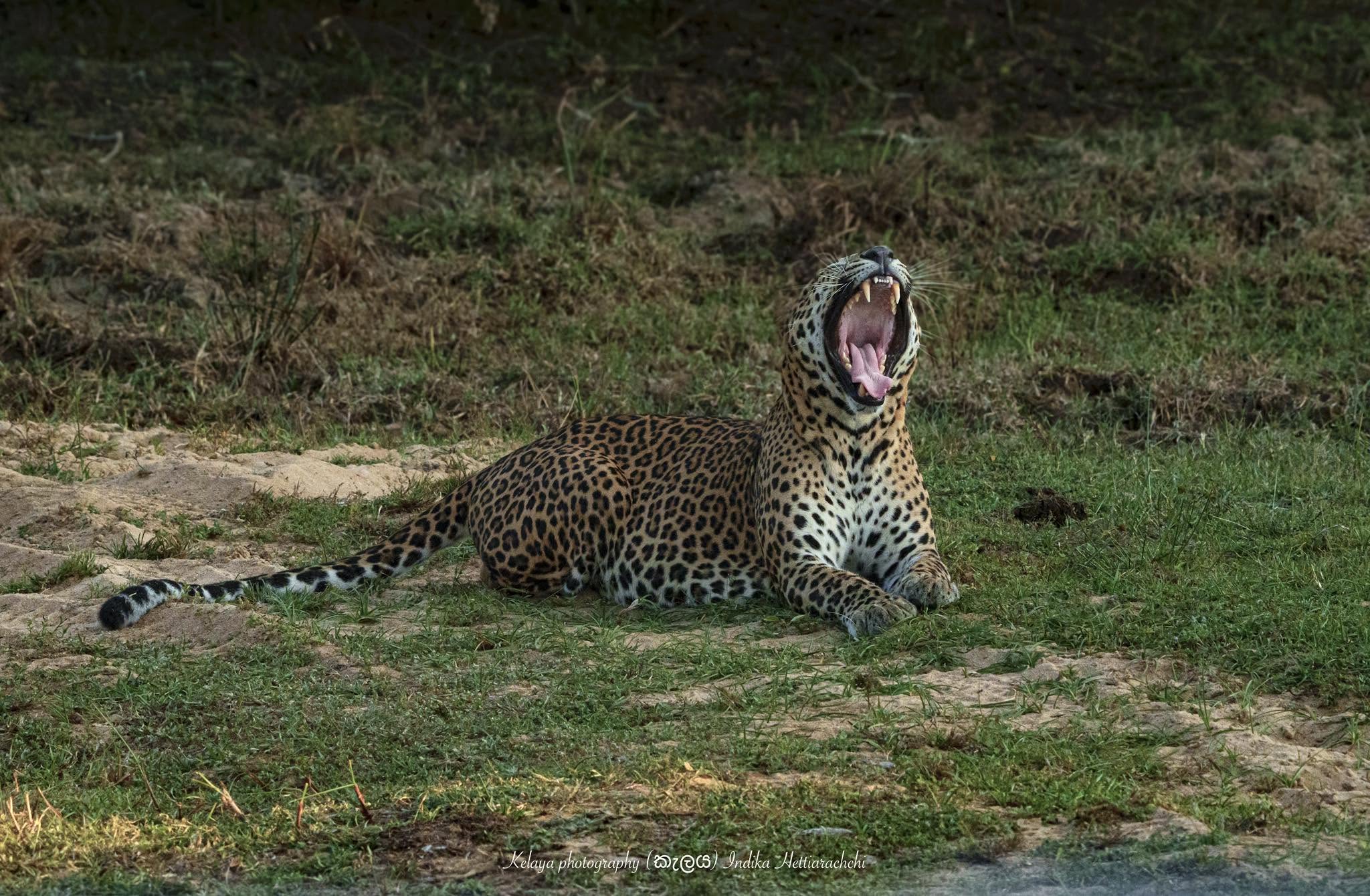 Morning leopard portrait
