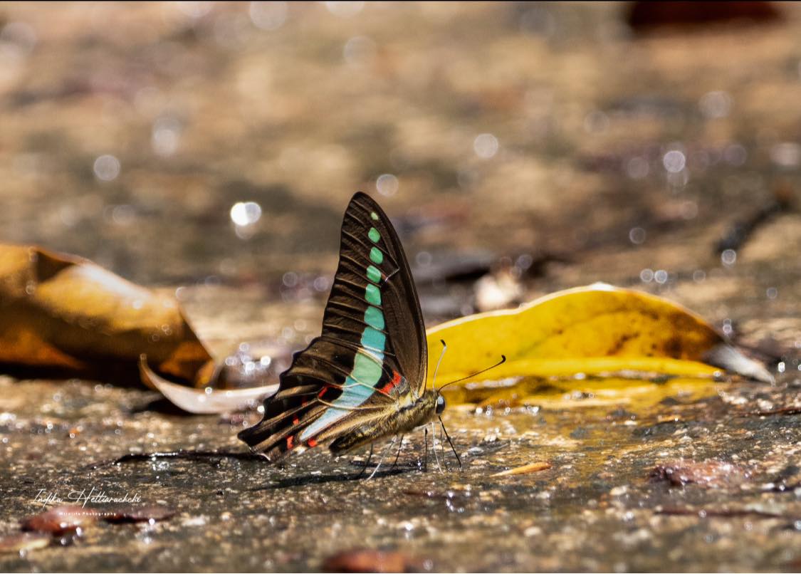 Narrow-banded bluebottle, Sinharaja - Sinharaja rainforest