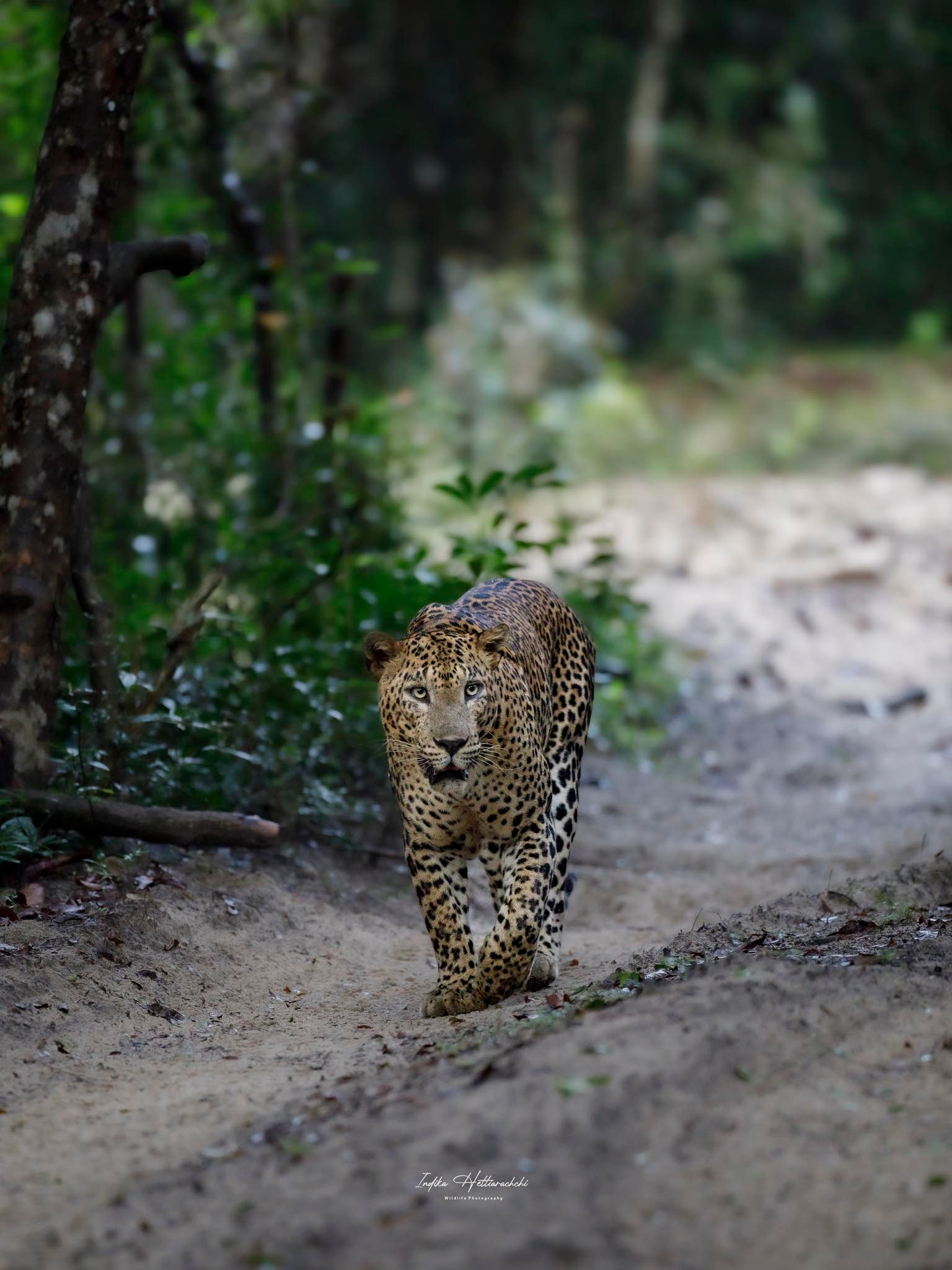 Neluma, Wilpattu - Wilpattu National Park