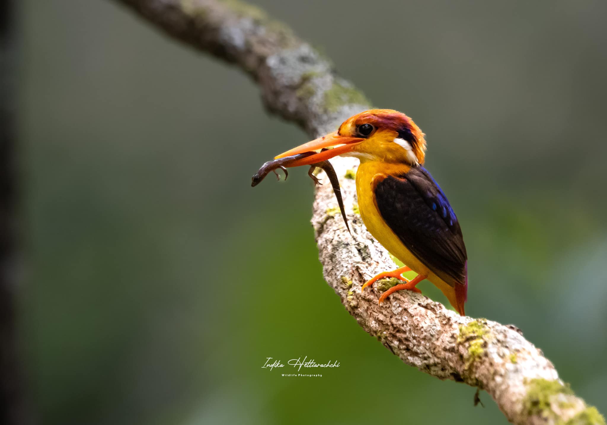 Oriental dwarf kingfisher, Kithulgala - Kithulgala