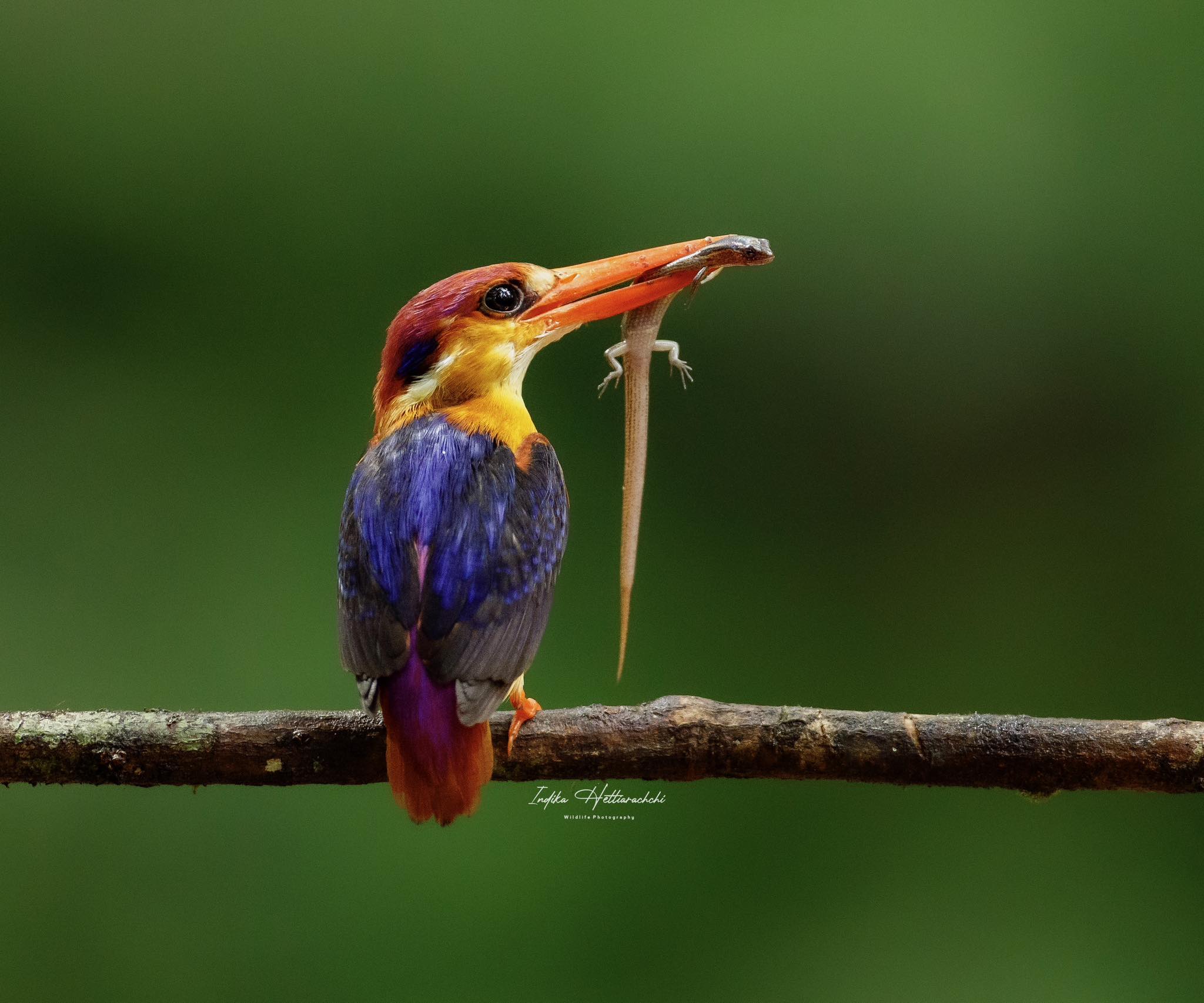 Oriental dwarf kingfisher with a catch
